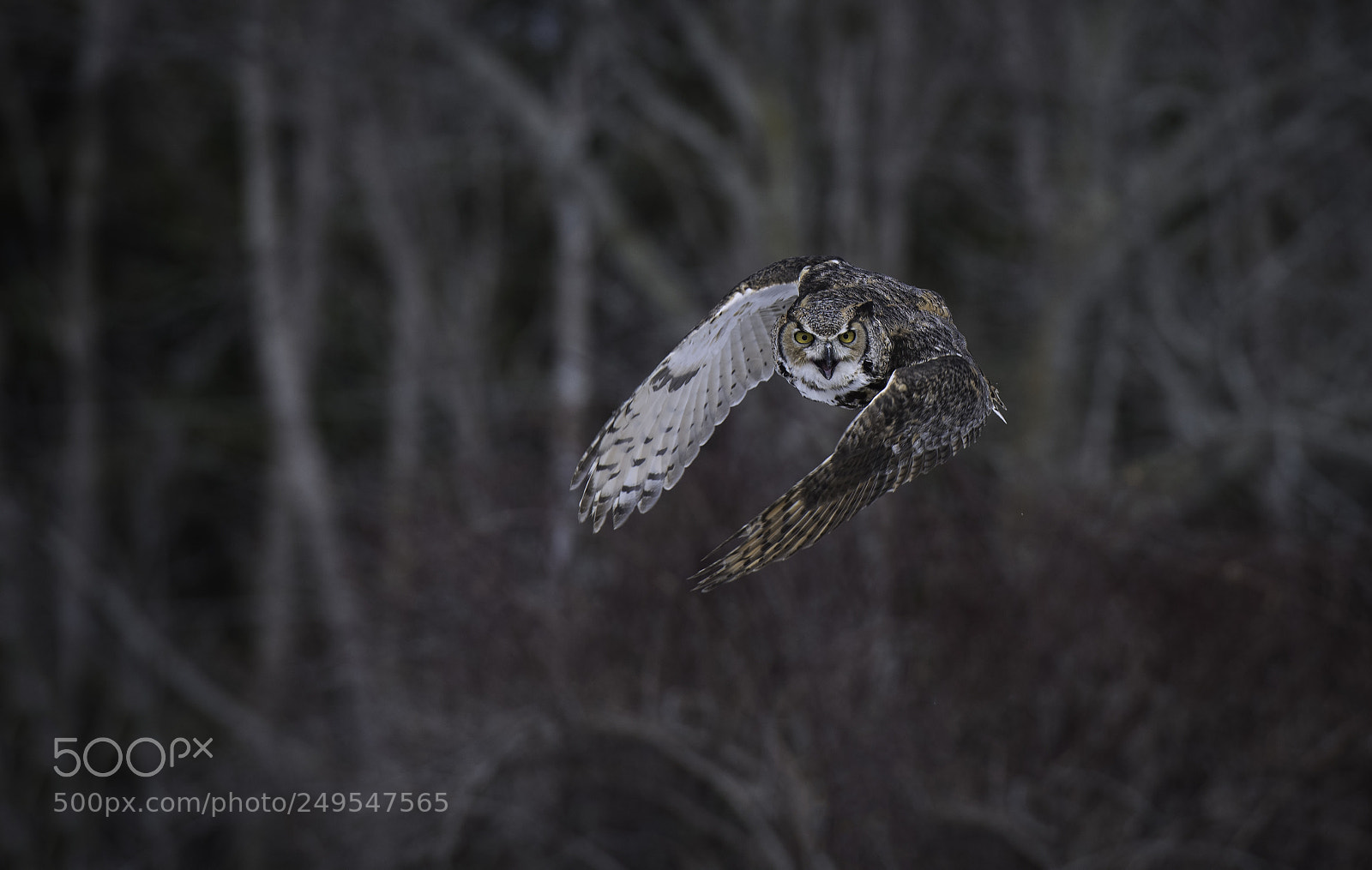 Nikon D500 sample photo. Great horned owl photography