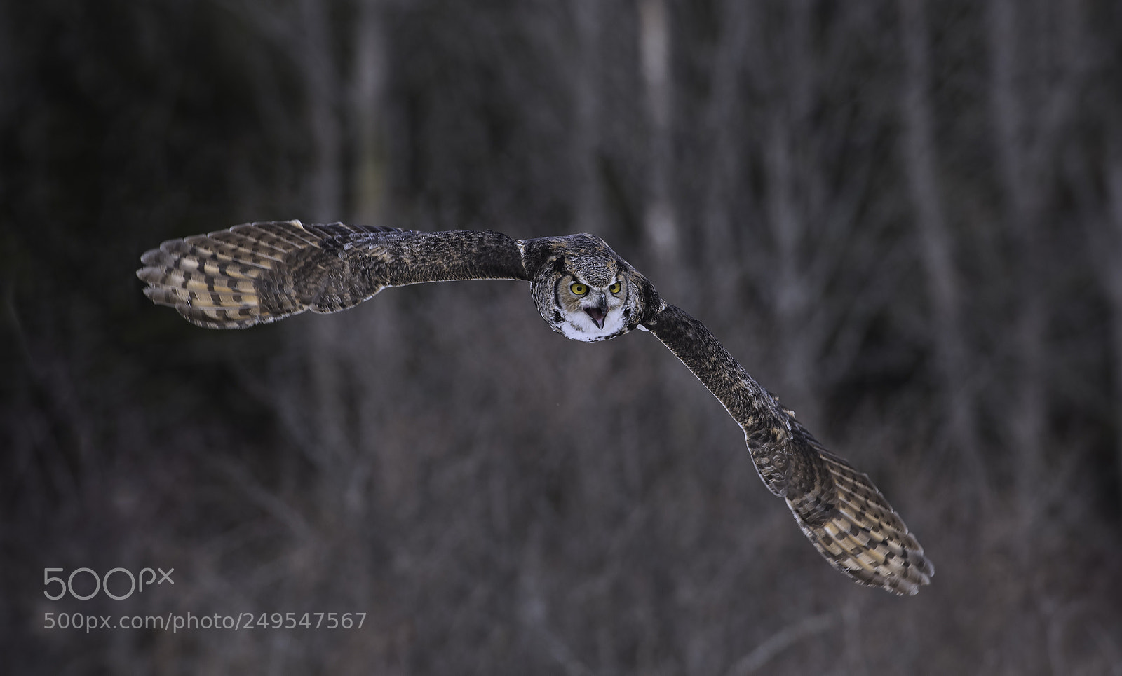 Nikon D500 sample photo. Great horned owl photography
