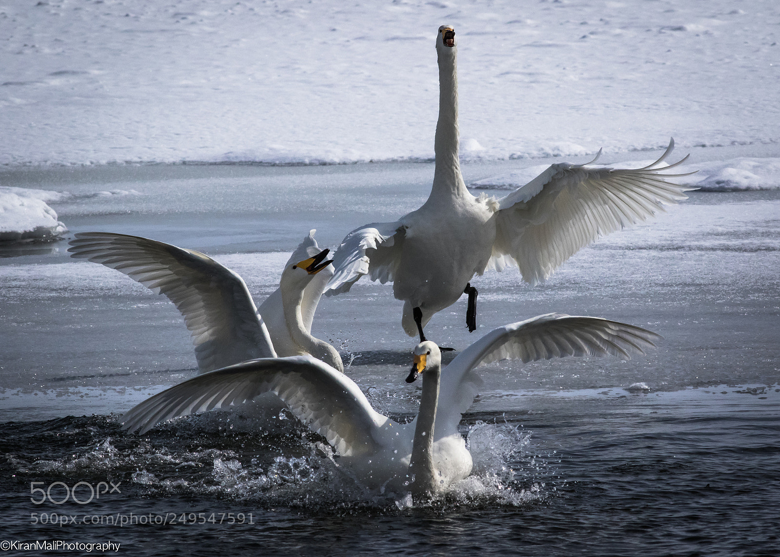 Canon EOS 7D Mark II sample photo. Whopper swan photography