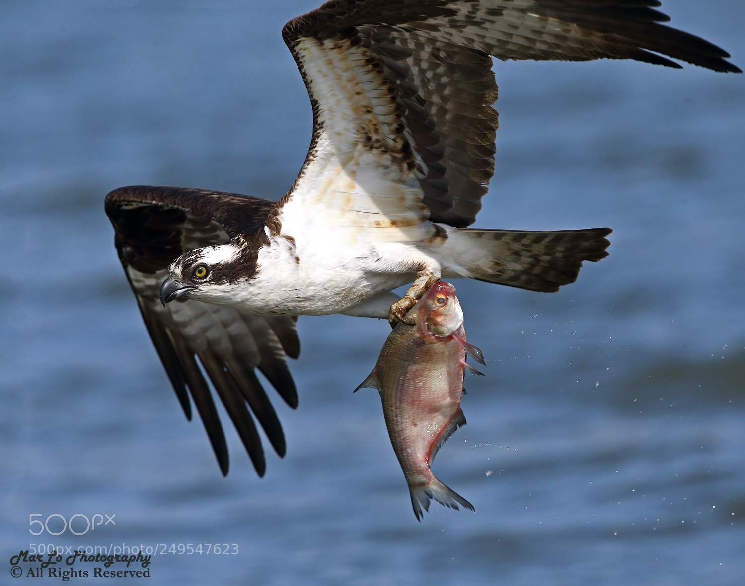 Canon EOS-1D X sample photo. Osprey catch and carry photography