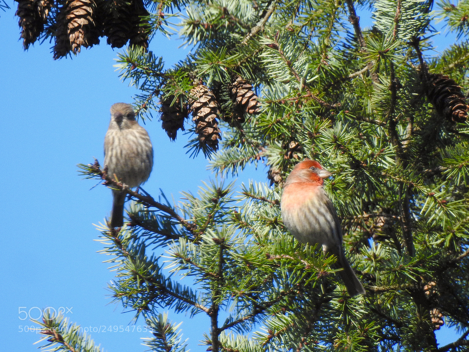 Nikon Coolpix P900 sample photo. House finch photography