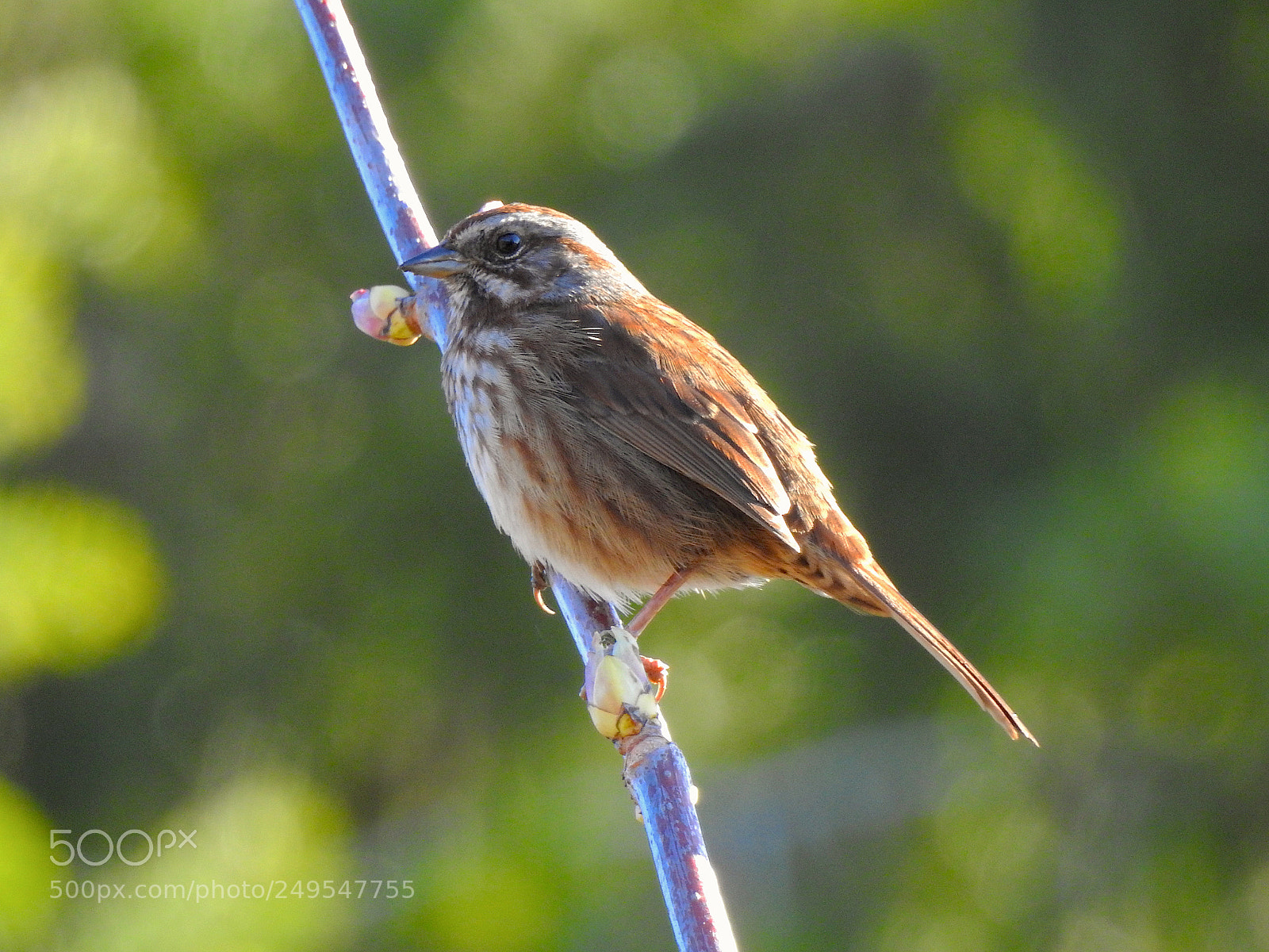 Nikon Coolpix P900 sample photo. Song sparrow photography