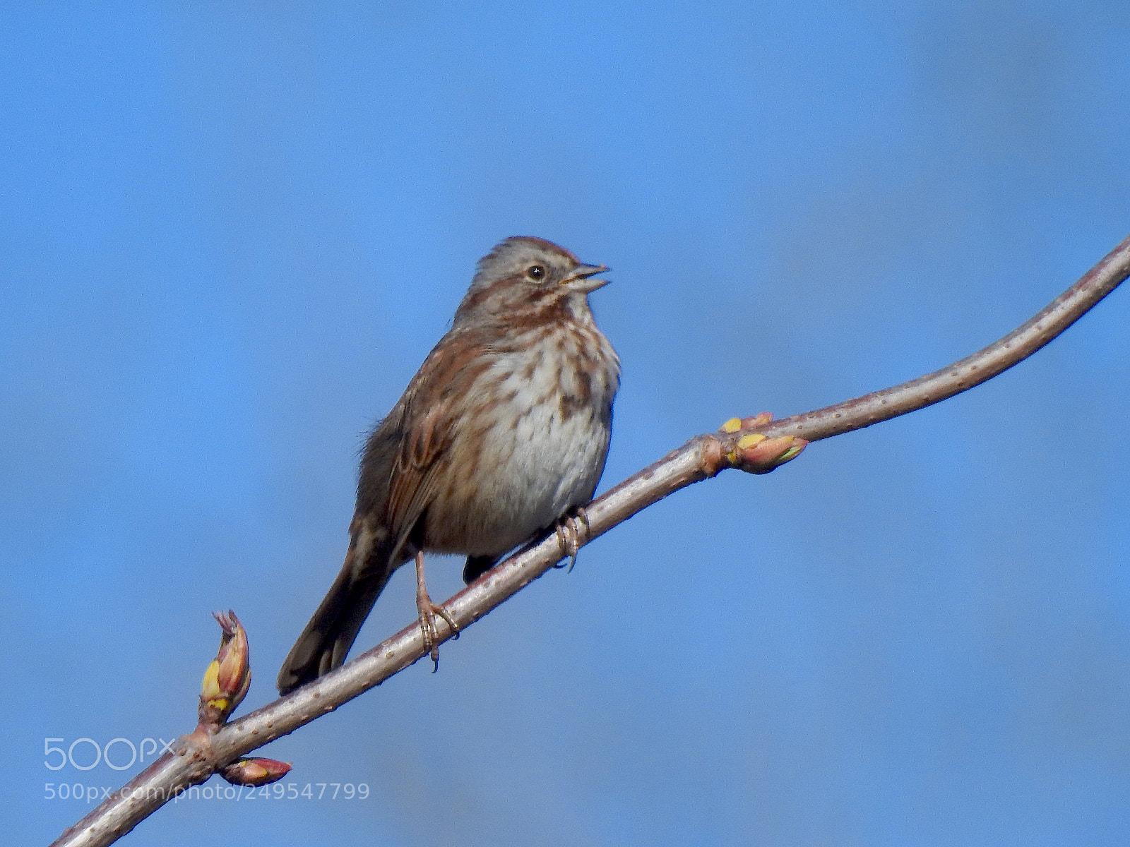 Nikon Coolpix P900 sample photo. Song sparrow photography