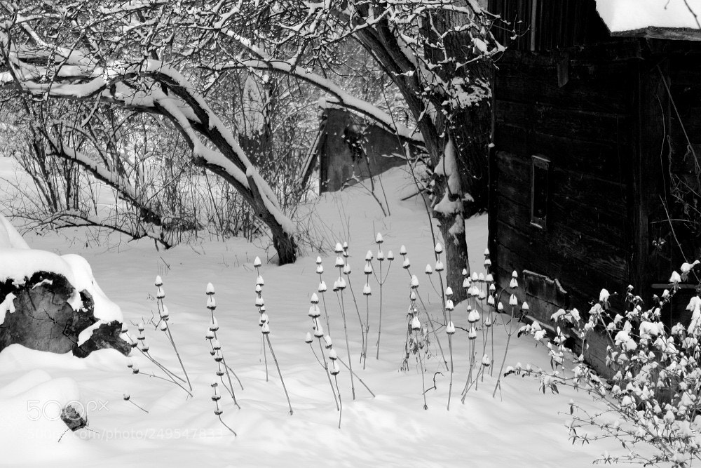 Canon EOS 1100D (EOS Rebel T3 / EOS Kiss X50) sample photo. Snow gnomes photography