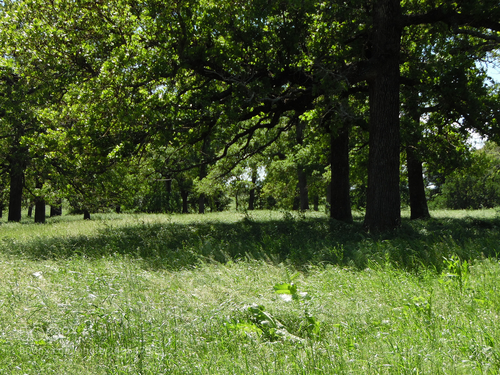 Samsung WB1100F/WB1101F/WB1102F sample photo. Sam photography