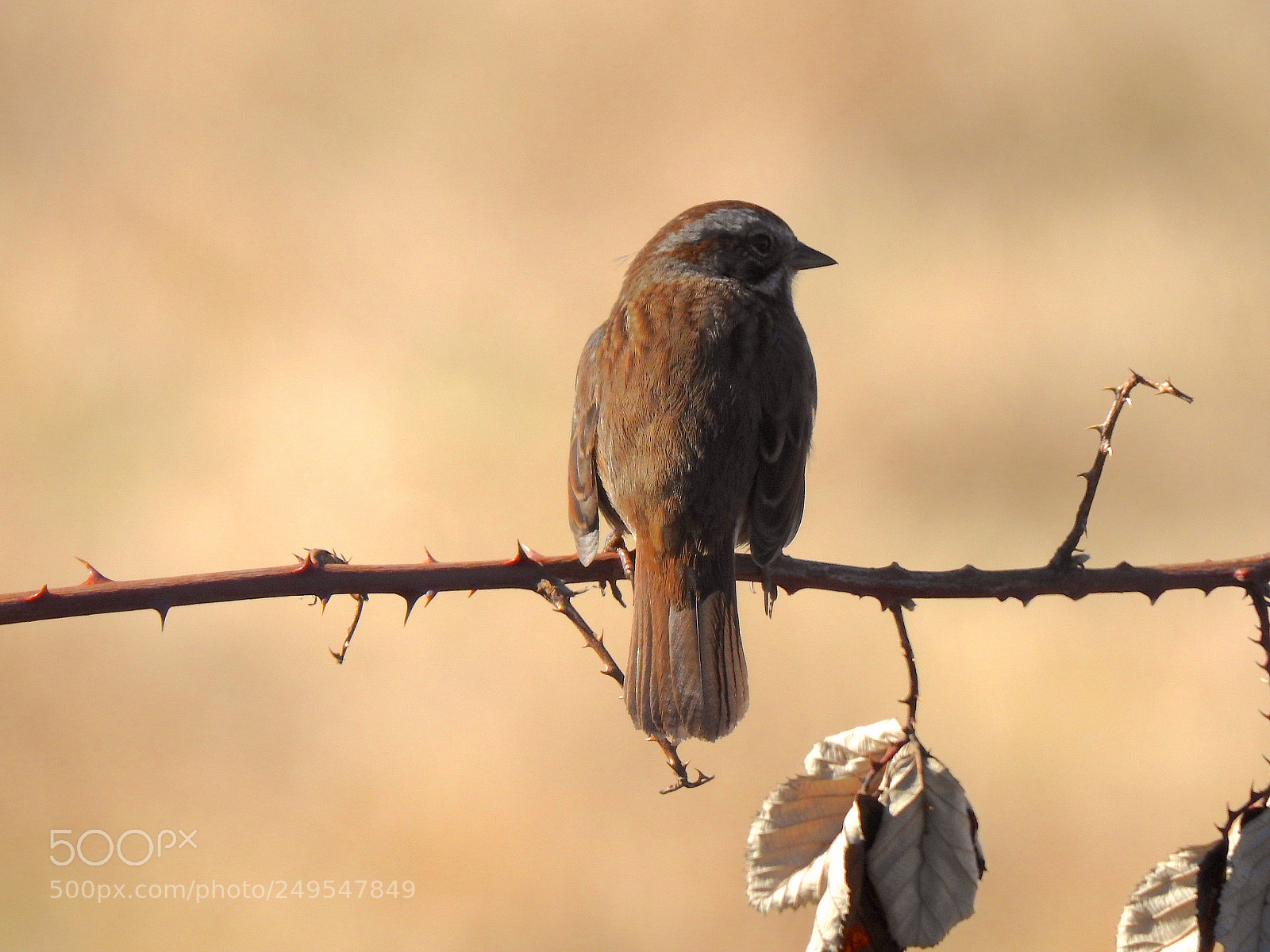 Nikon Coolpix P900 sample photo. Song sparrow photography