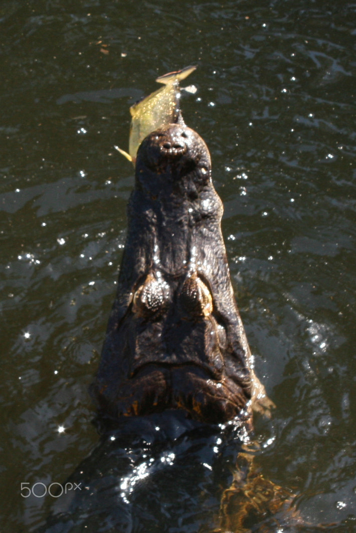 Canon EF 28-200mm F3.5-5.6 USM sample photo. Jacaré [alligator] photography