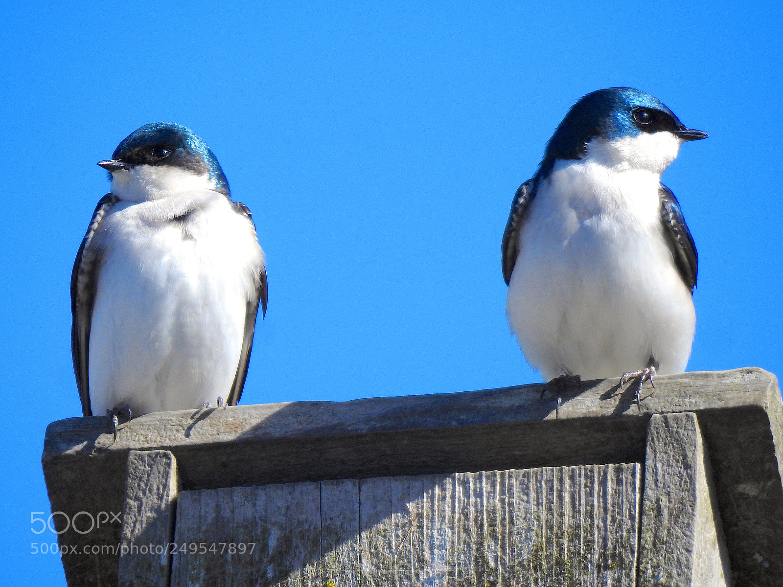 Nikon Coolpix P900 sample photo. Tree swallow photography
