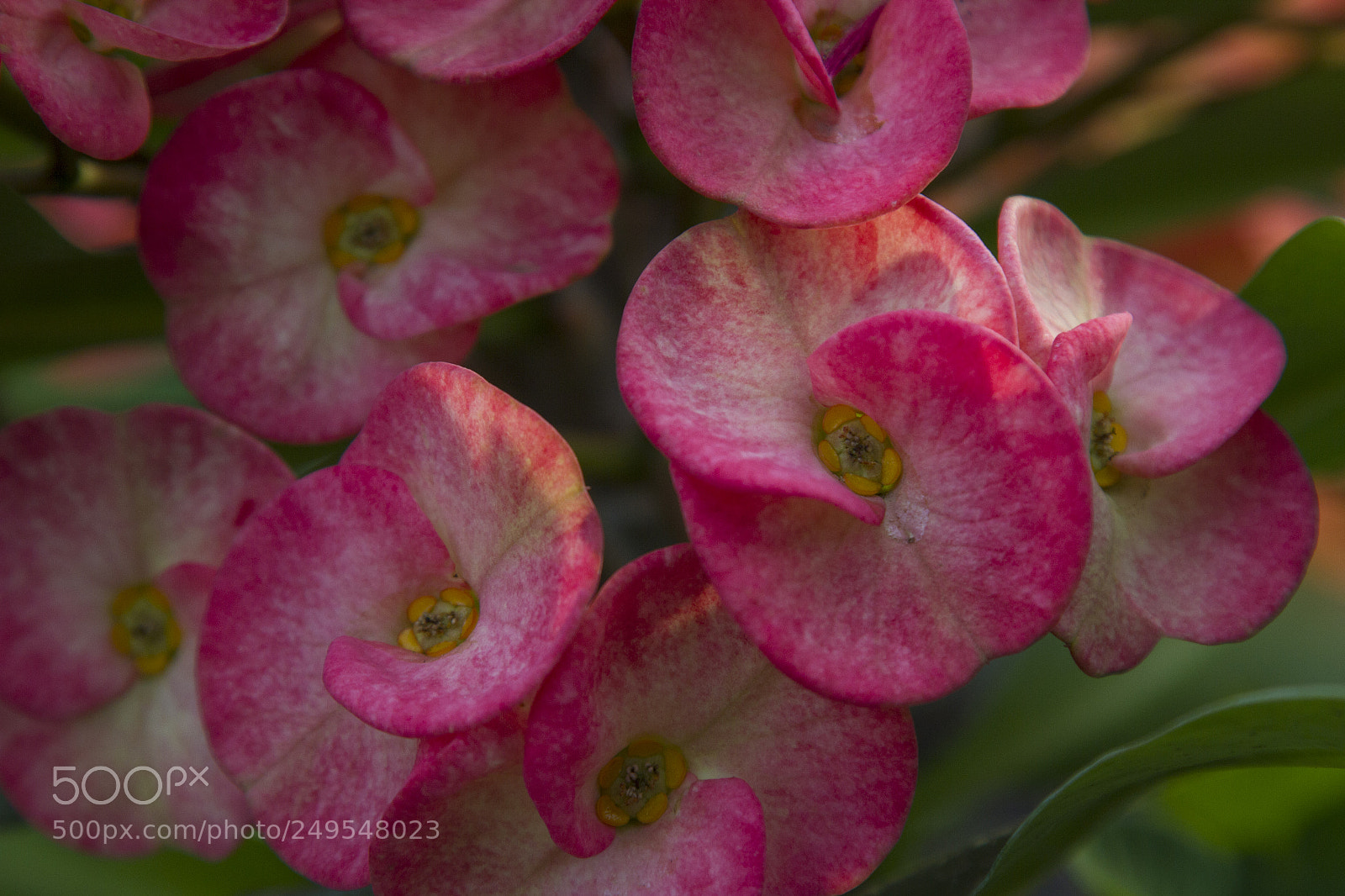 Canon EOS 7D sample photo. Flower, natural ligth photography