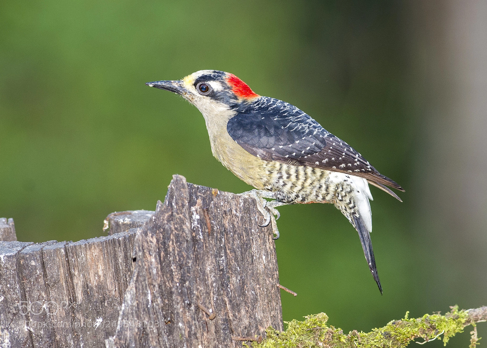Nikon D4 sample photo. Black-cheeked woodpecker female photography