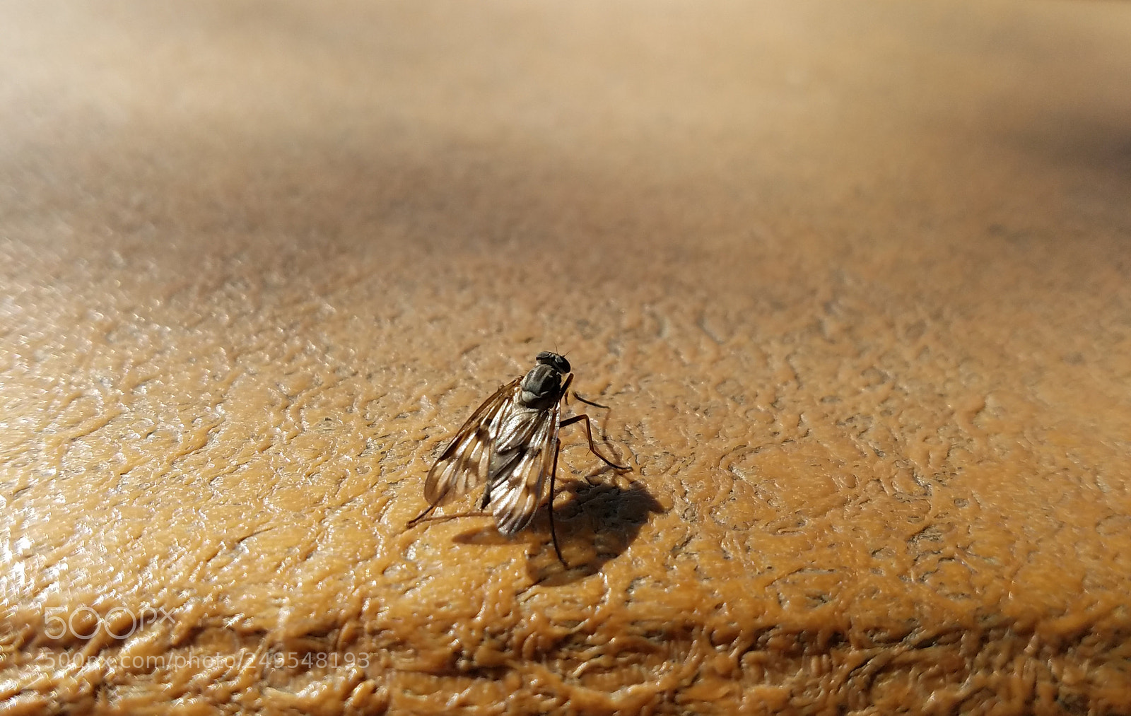 Samsung Galaxy S7 Edge sample photo. A fly photography