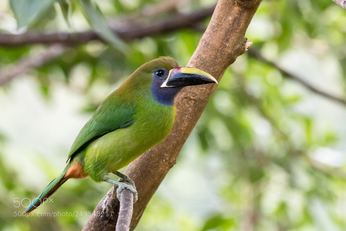 Nikon D500 sample photo. Emerald toucanet photography