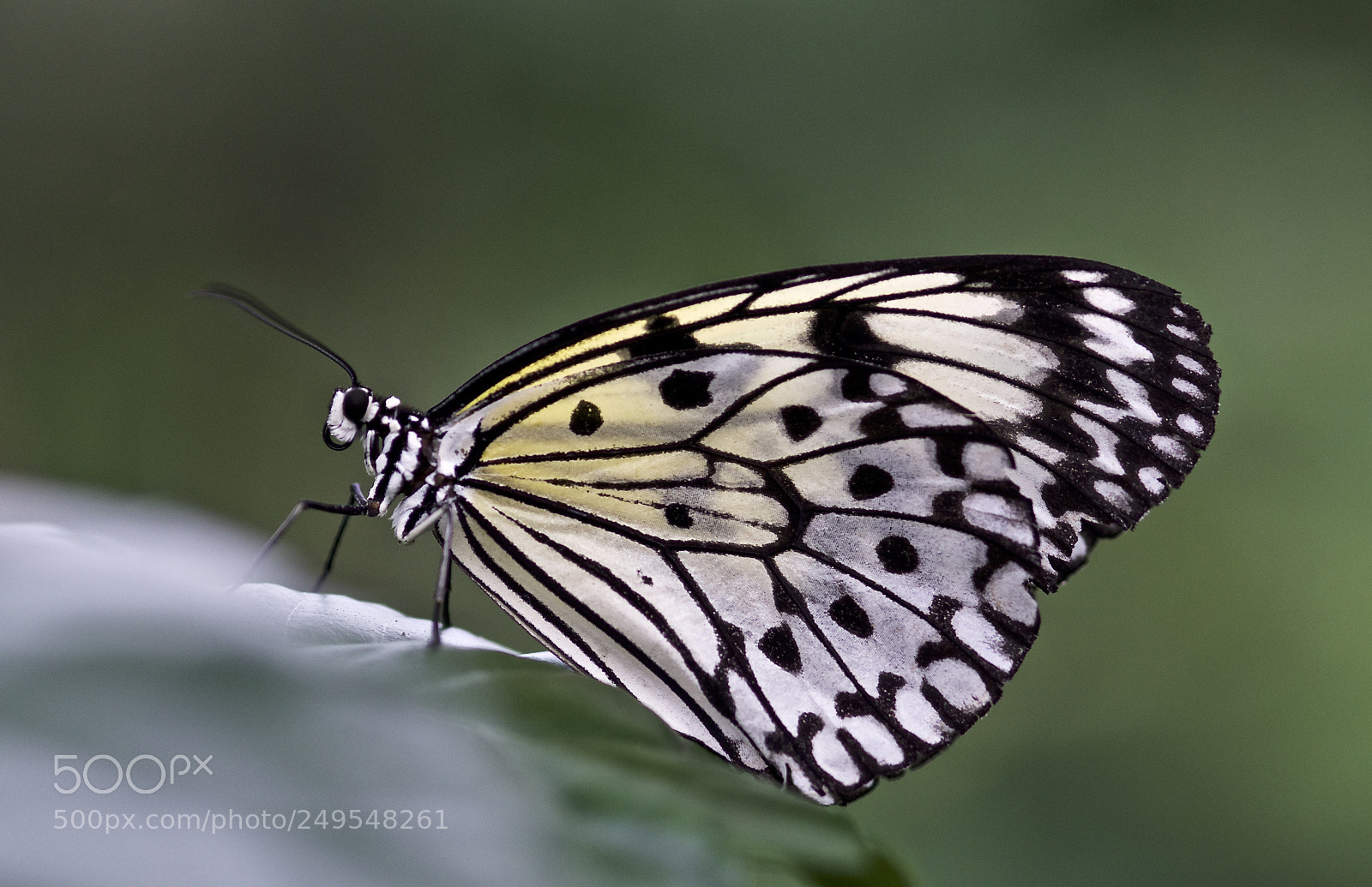 Nikon D610 sample photo. Rice paper photography