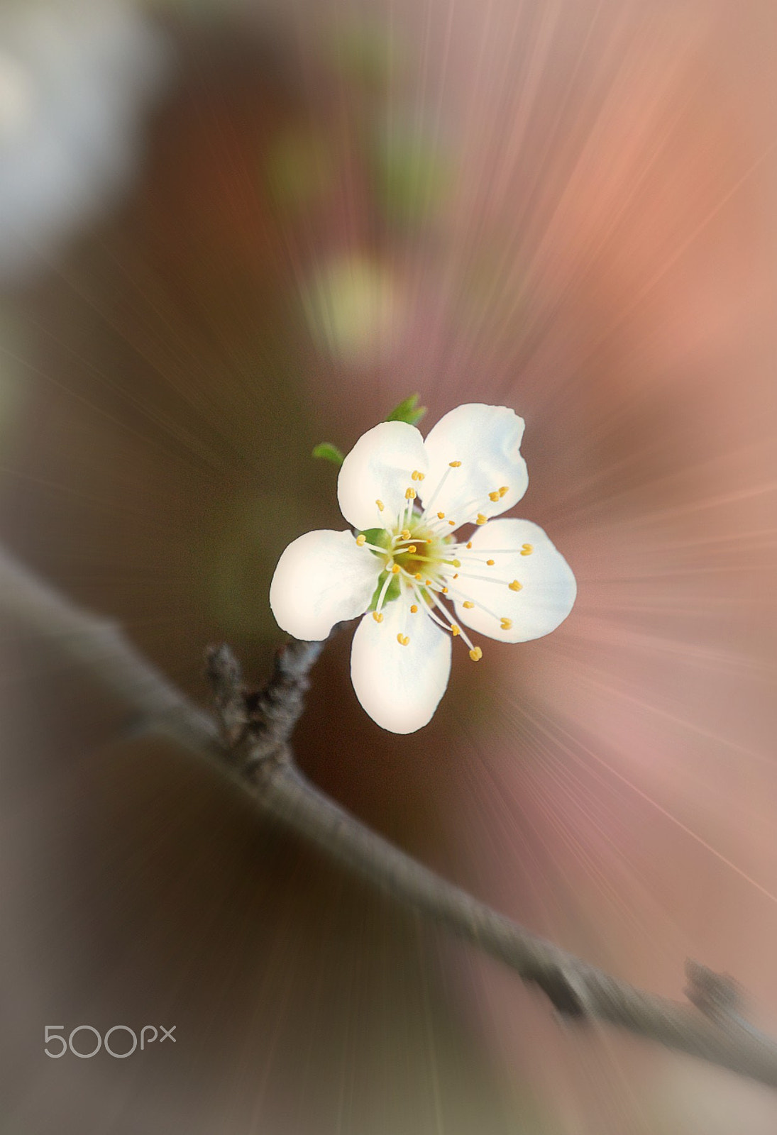 Nikon D3200 sample photo. Spring has come.... photography