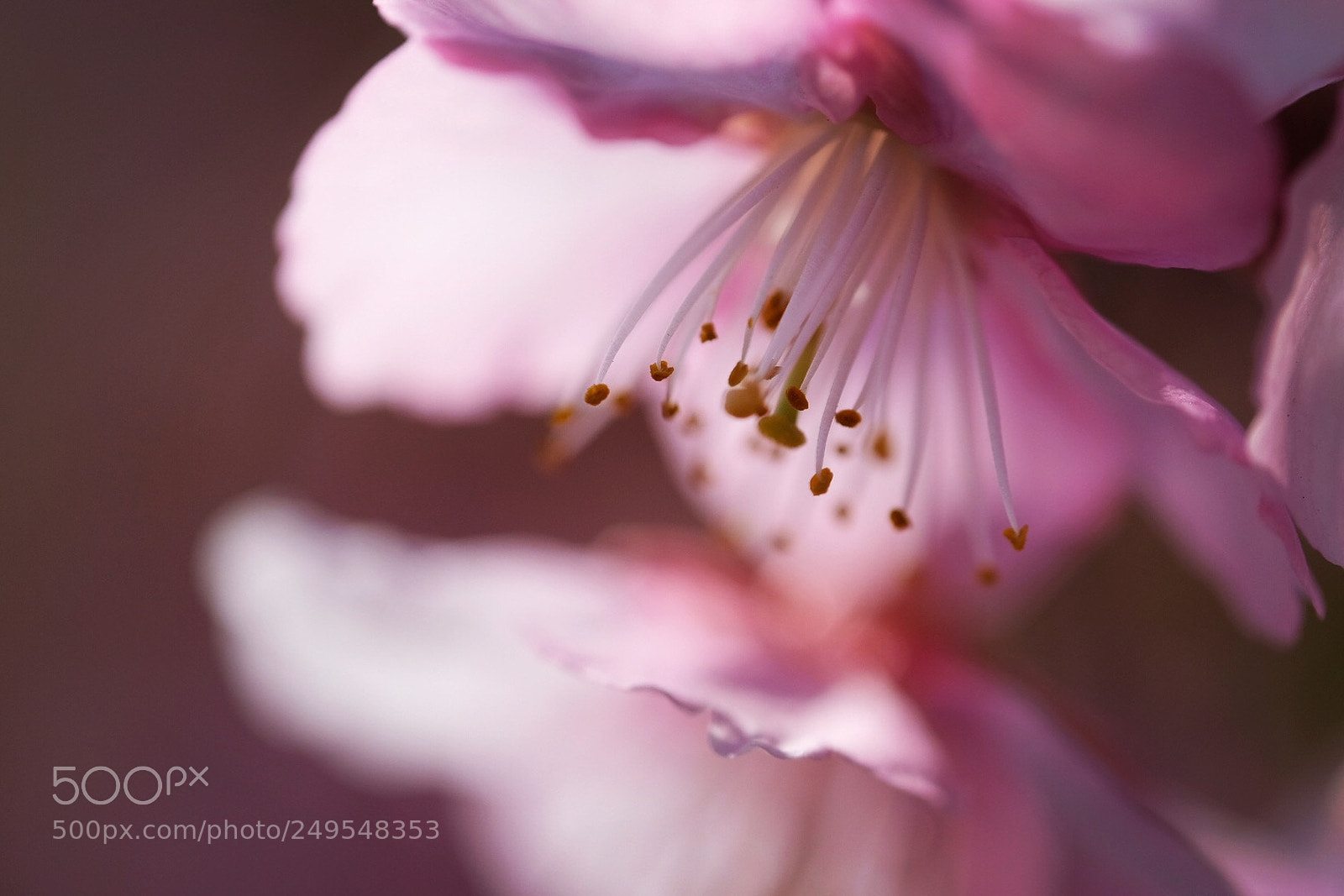 Fujifilm X-Pro2 sample photo. Cherryblossoms photography