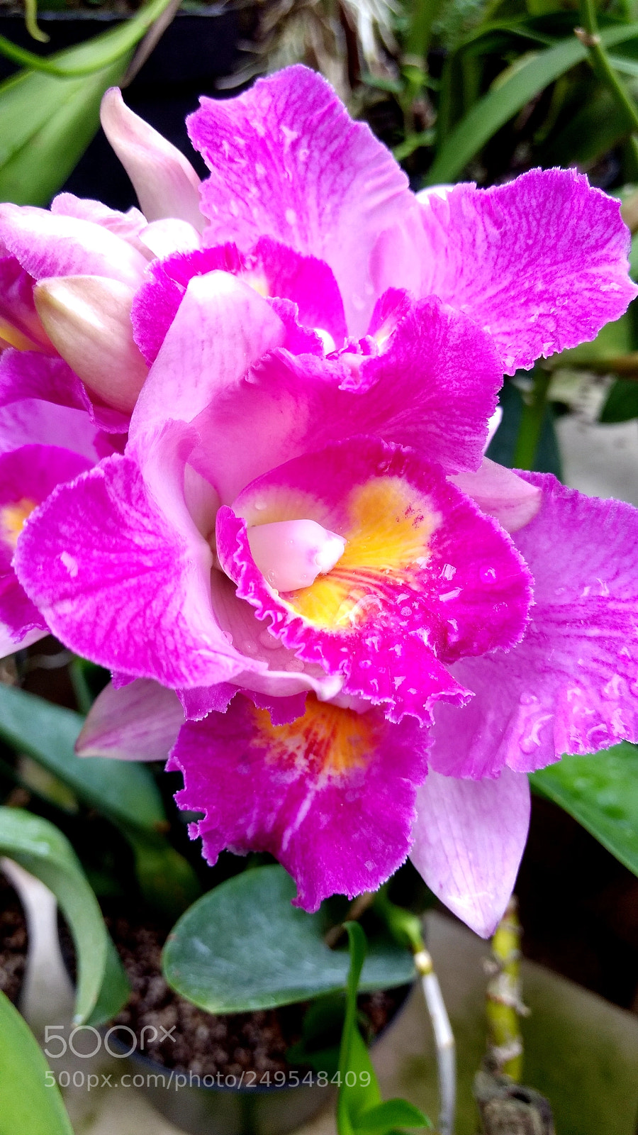 Motorola Moto G (4) sample photo. Untitled photography
