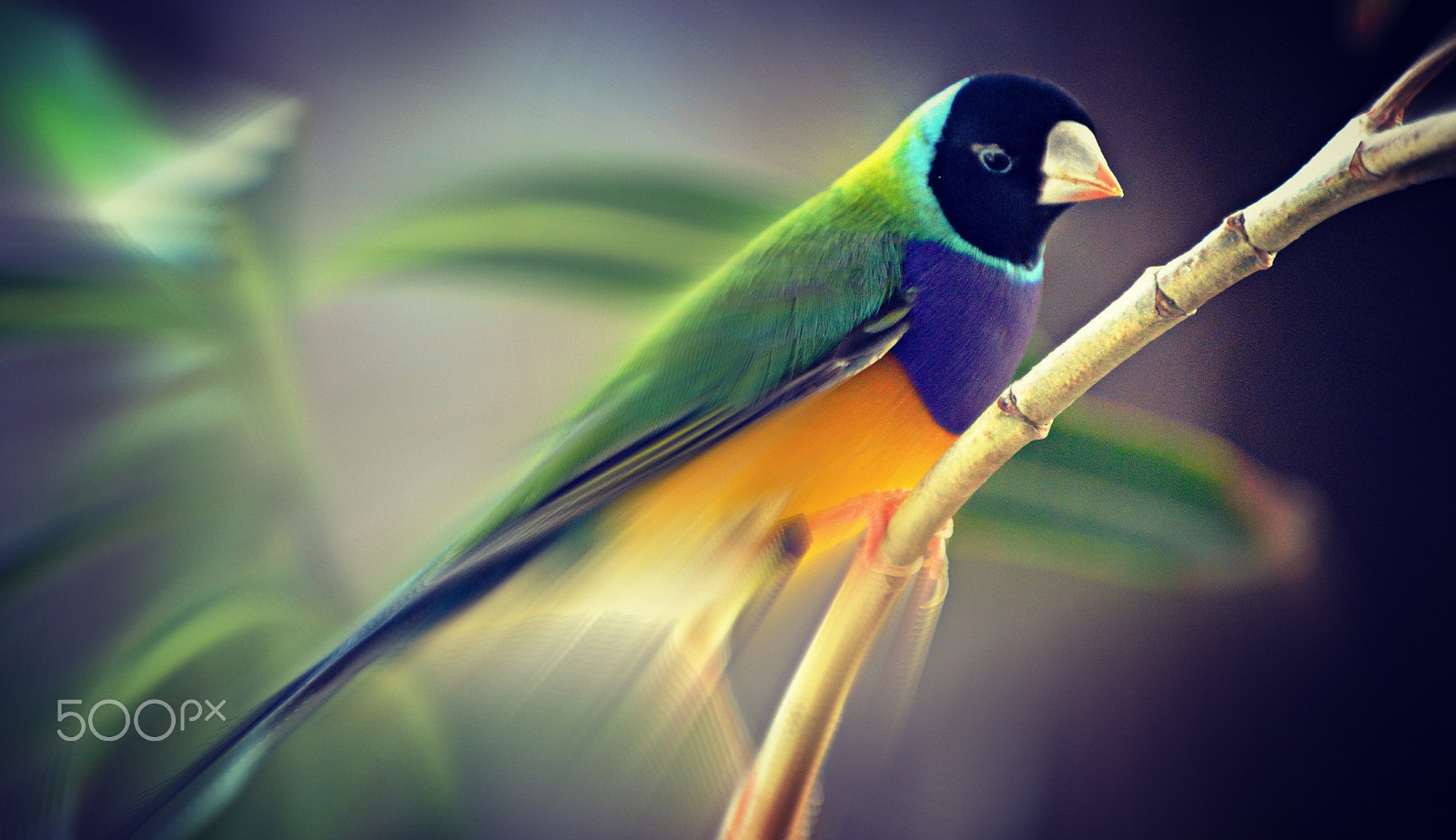 Nikon D3200 sample photo. Colorful photography