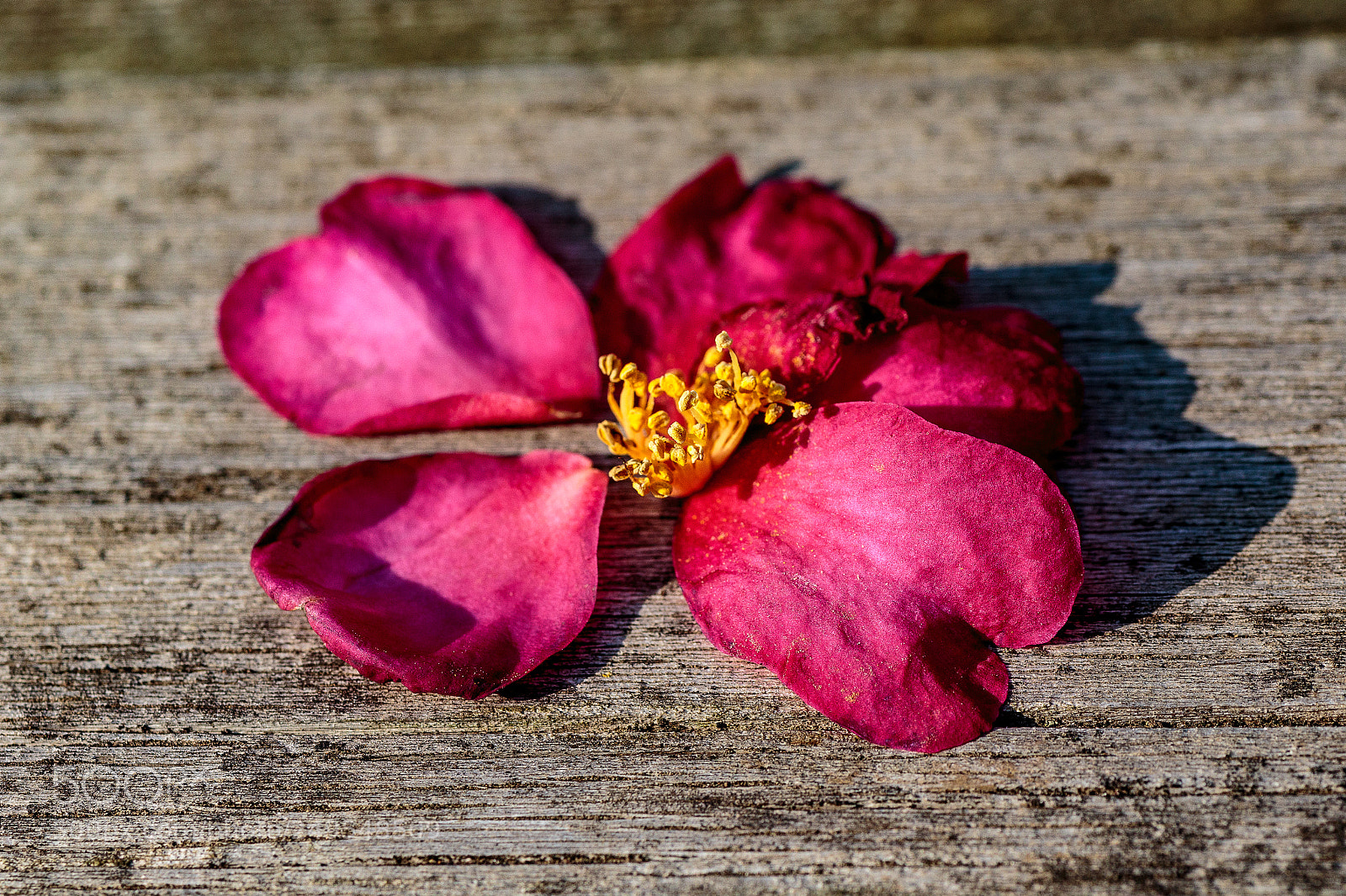 Canon EOS 6D sample photo. Camellia flower on a photography