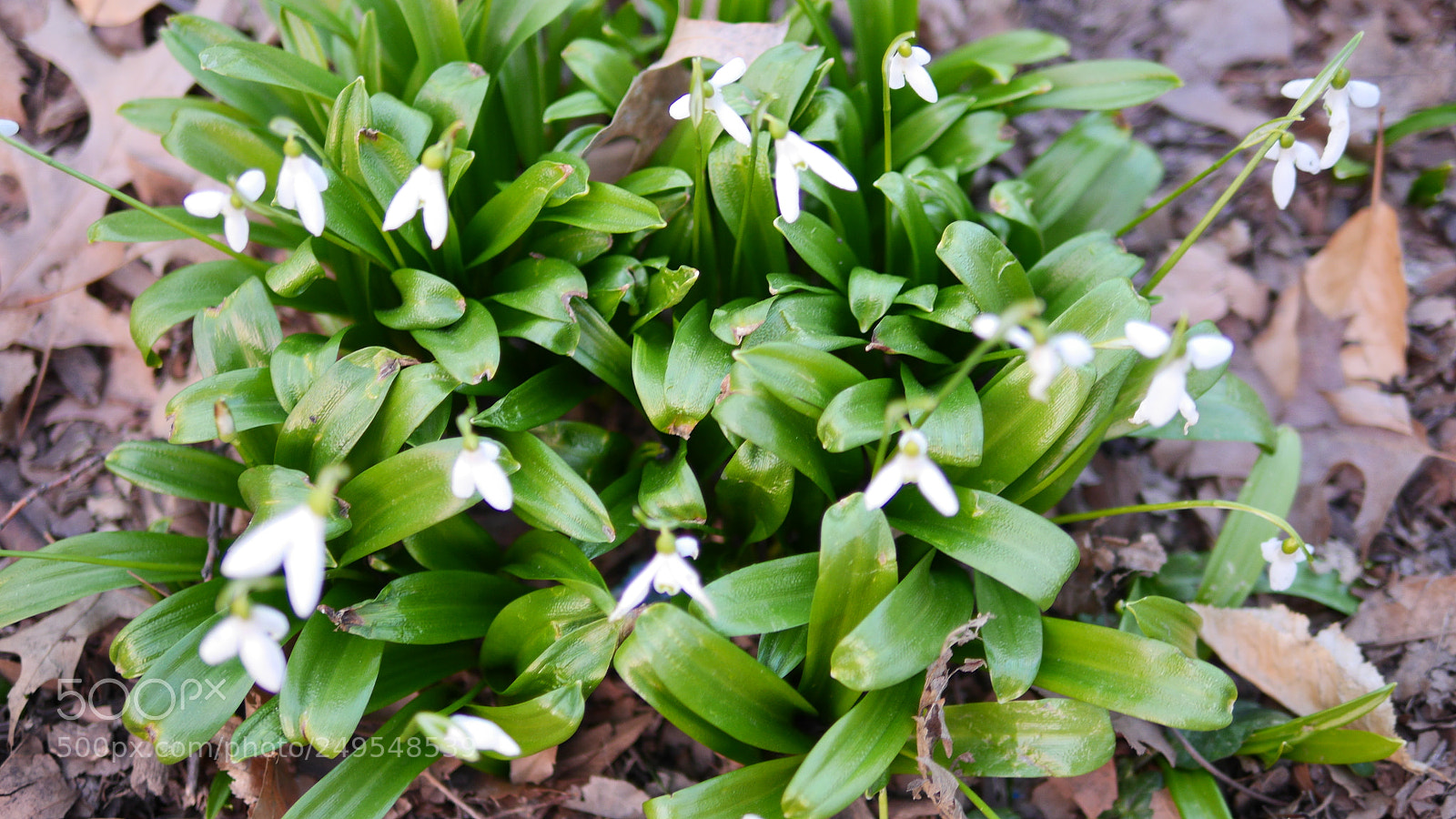 Panasonic Lumix DMC-GH3 sample photo. Snowdrops photography