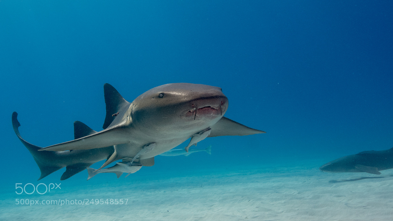 Nikon D7100 sample photo. Bimini nurse photography