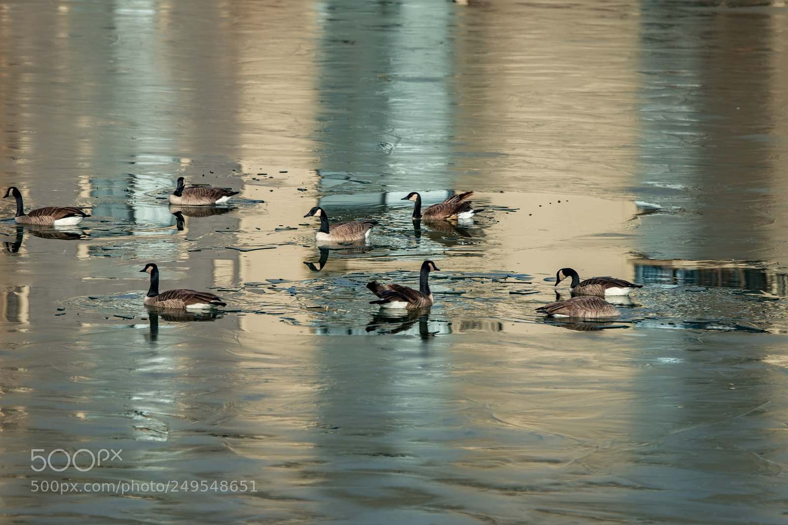 Sony SLT-A99V sample photo. Goose on the floating photography
