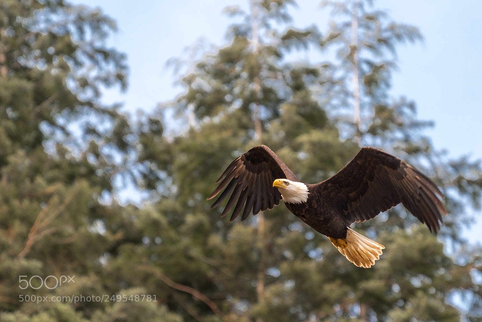 Nikon D810 sample photo. Bald eagle, pacific northwest photography