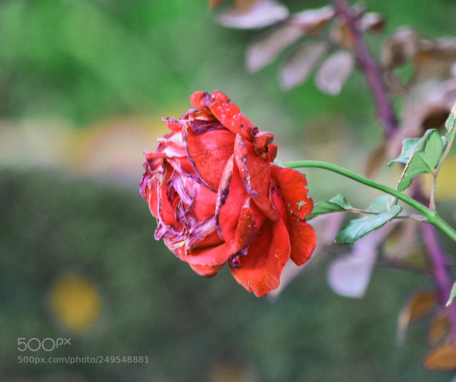 Nikon D5300 sample photo. Rosa roja photography