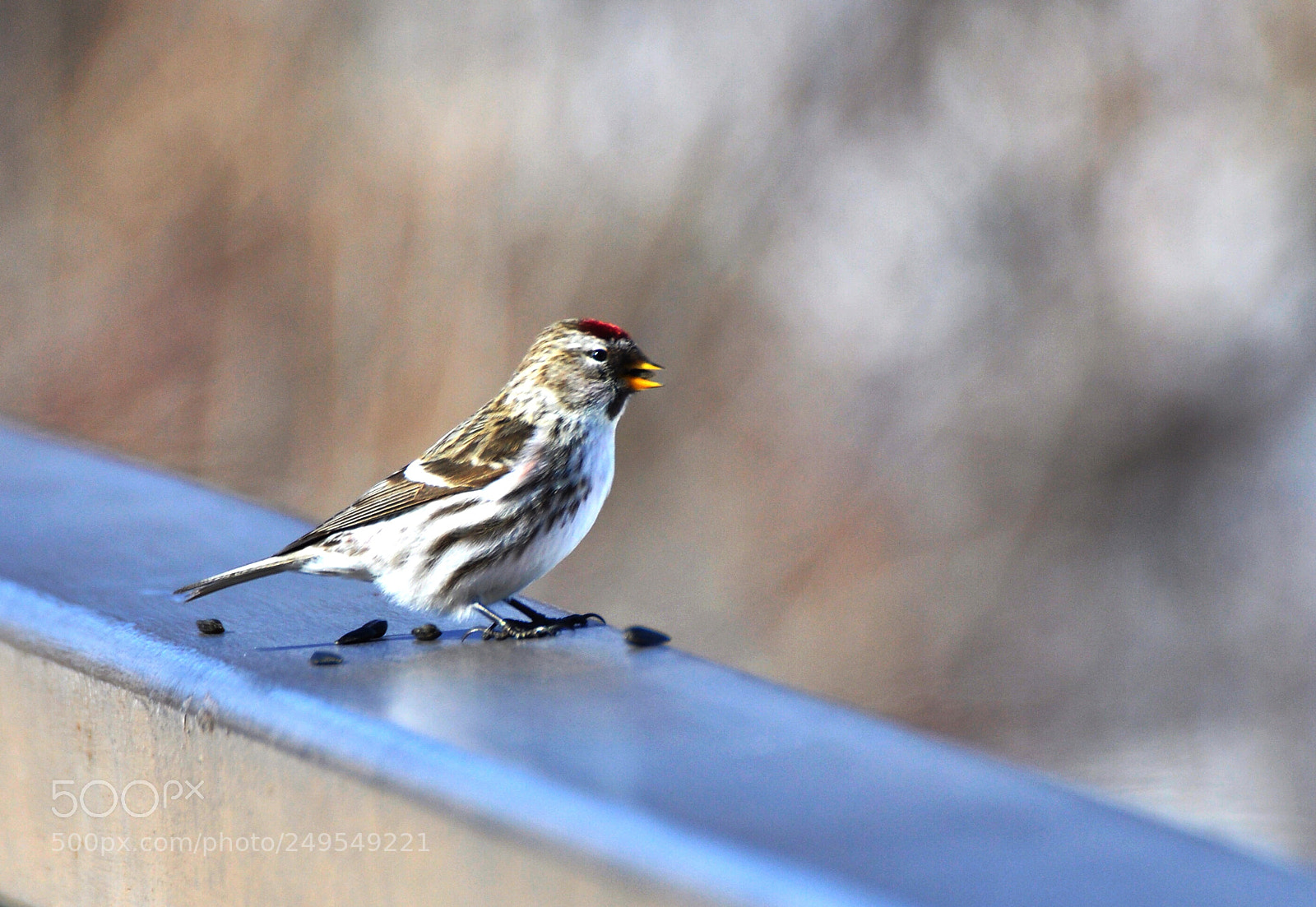 Nikon D90 sample photo. Redpoll photography