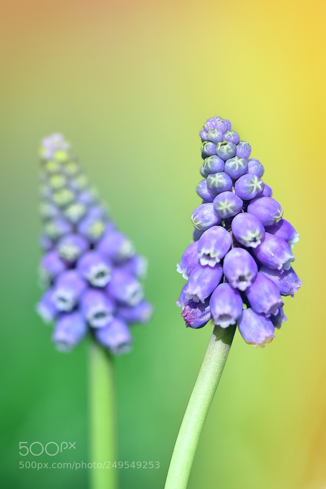 Nikon D5600 sample photo. Bluebells 2 photography