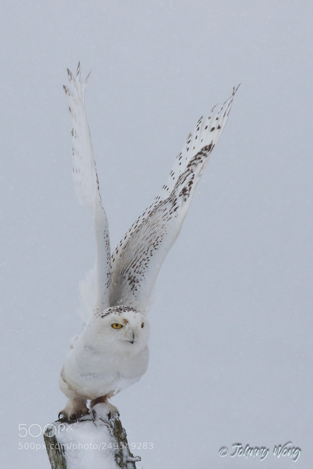 Canon EOS 7D Mark II sample photo. Snowy owl photography