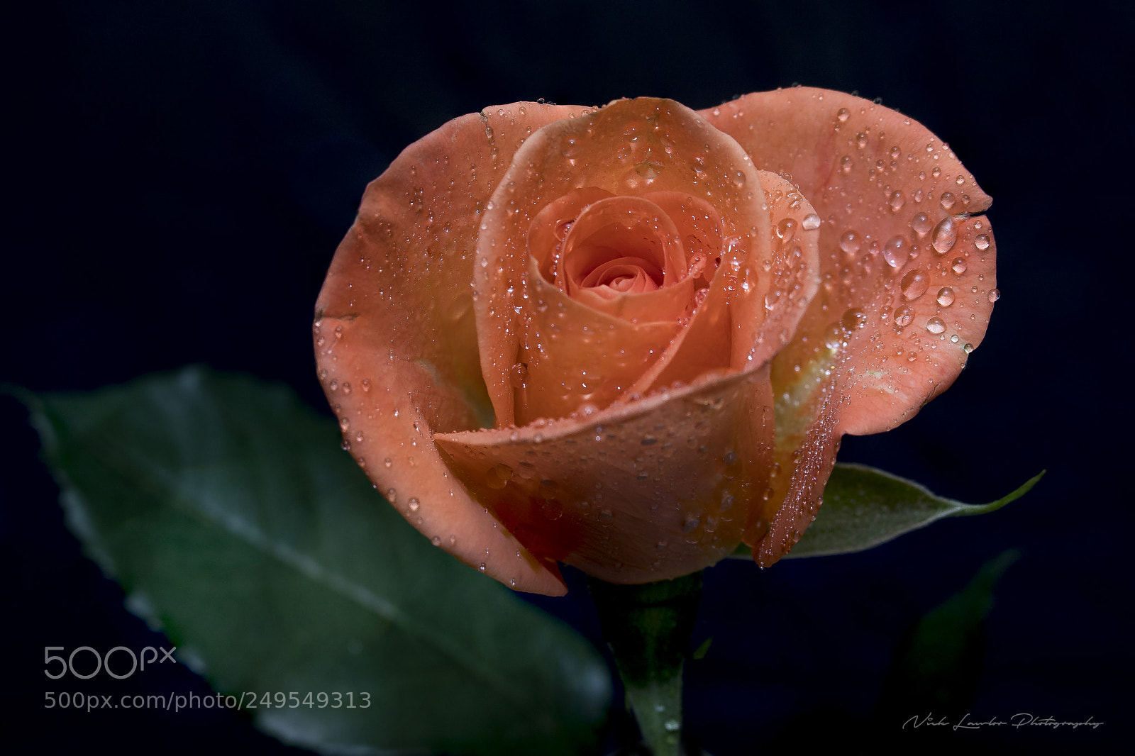 Canon EOS 80D sample photo. Rose photography