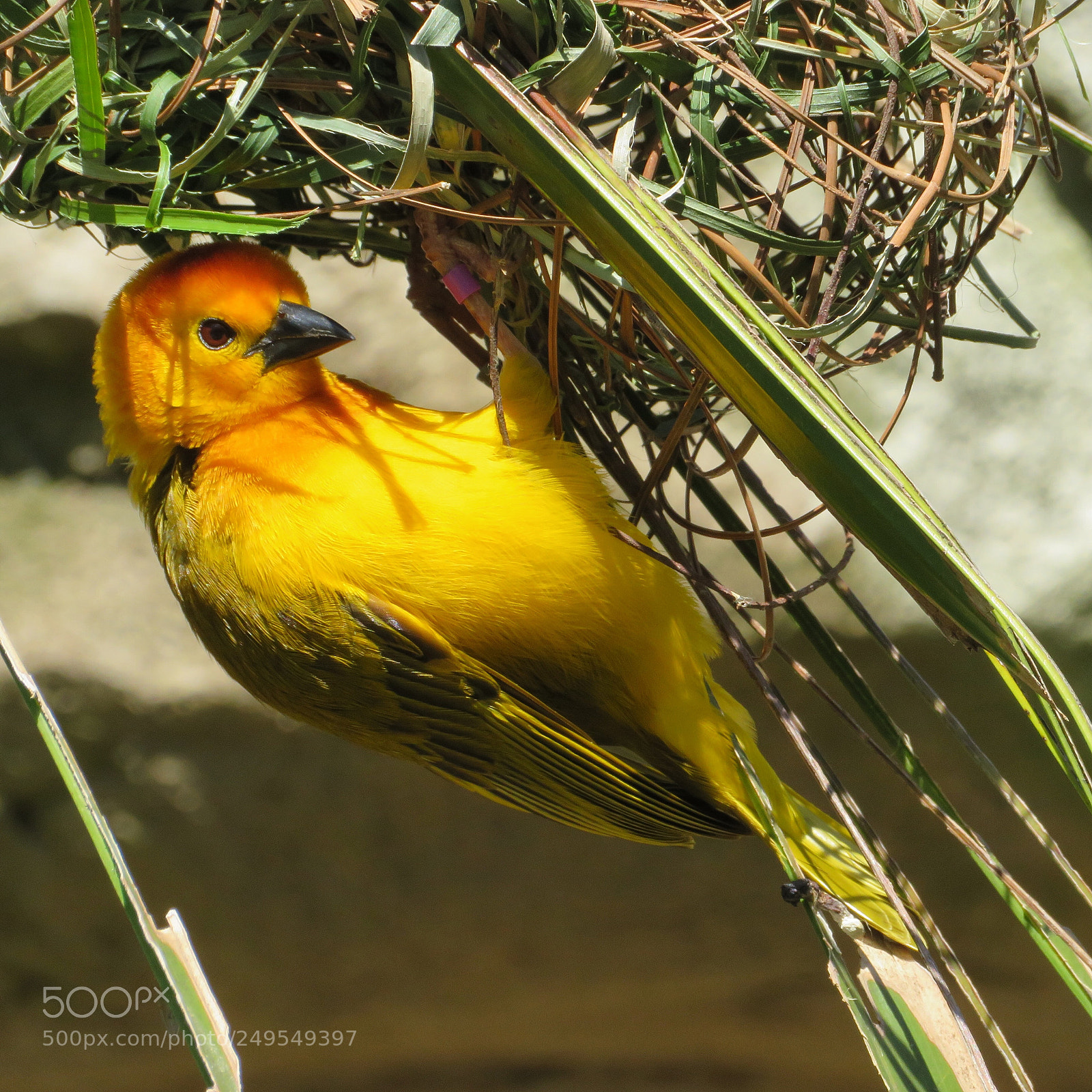 Canon PowerShot SX720 HS sample photo. Taveta golden weaver at photography