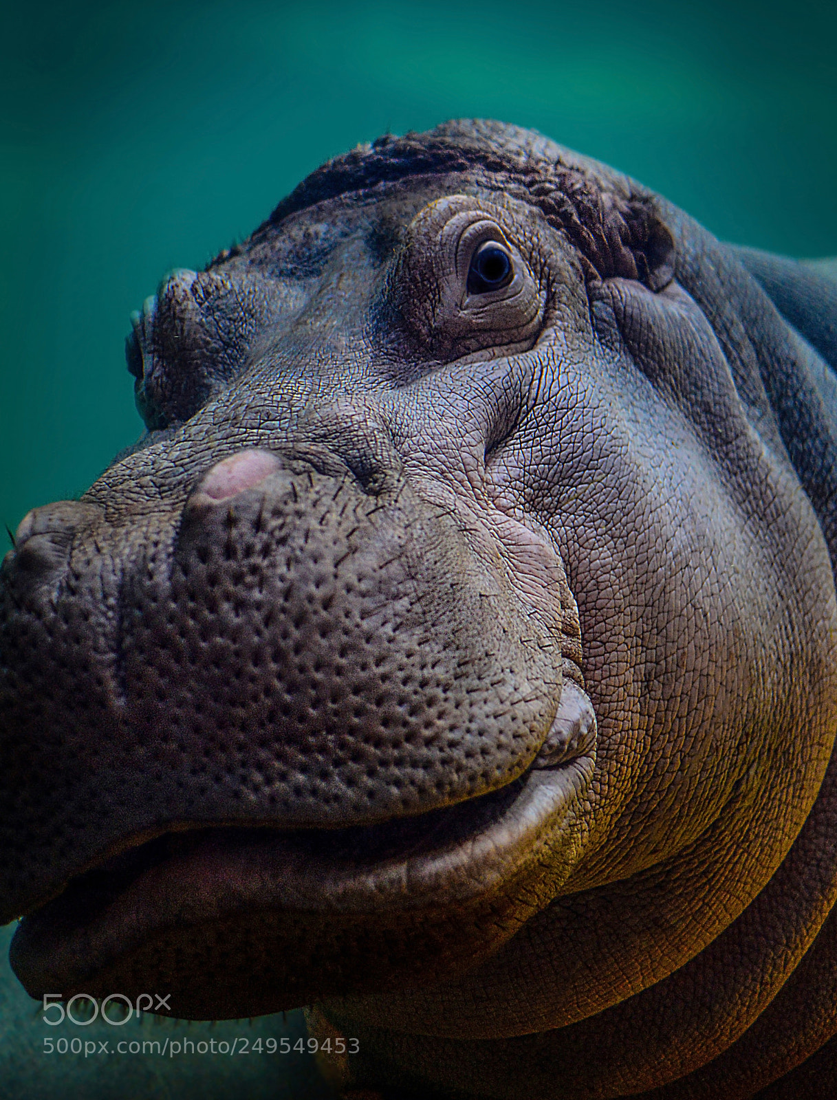 Nikon D800 sample photo. Underwater hippo photography