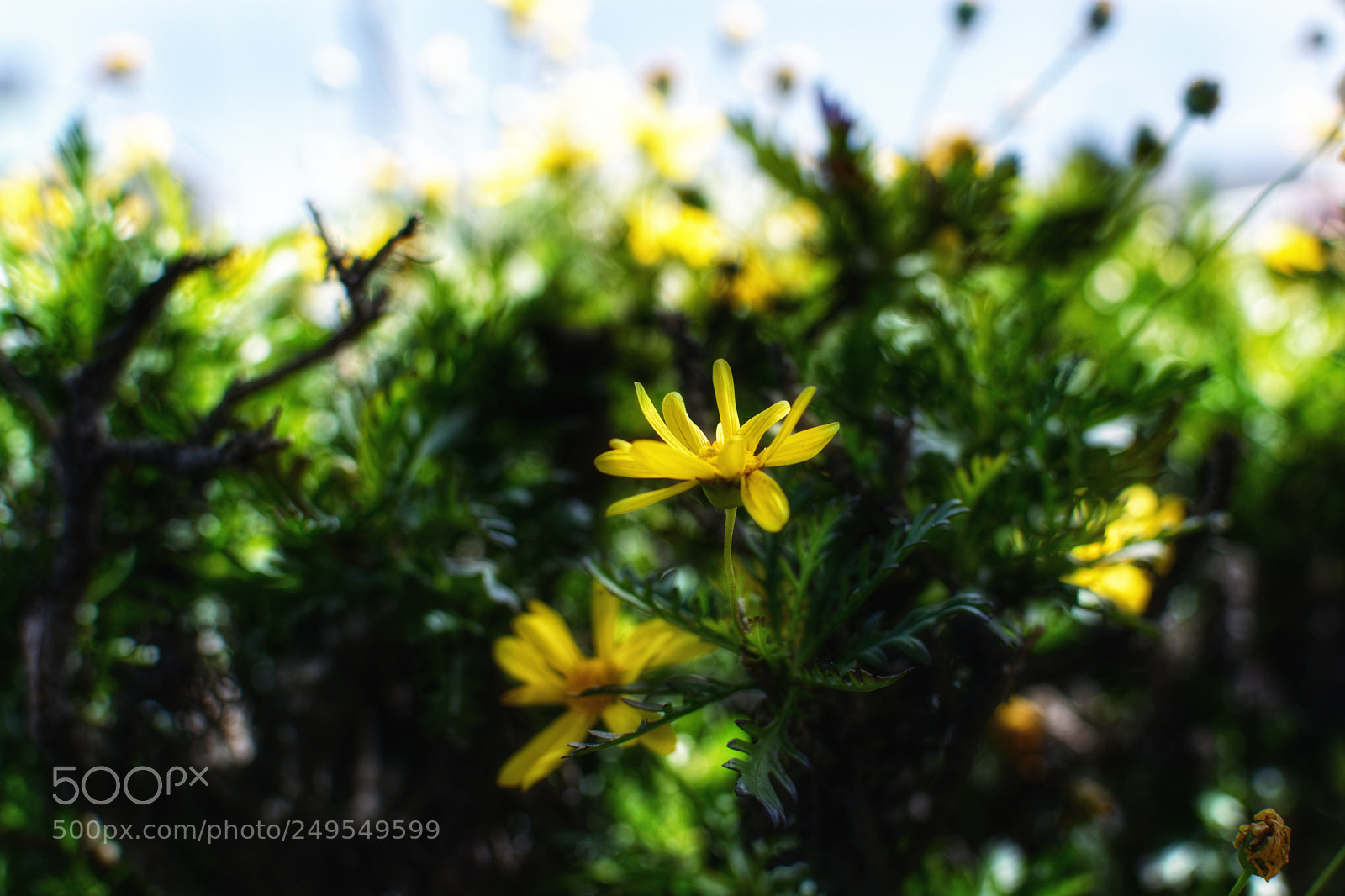 Nikon D5200 sample photo. Yellow and mellow photography