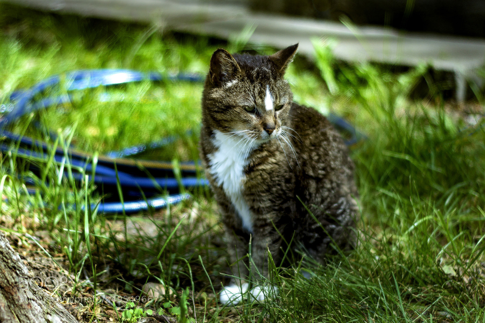 Canon EOS 700D (EOS Rebel T5i / EOS Kiss X7i) sample photo. 20 year old cat.jpg photography