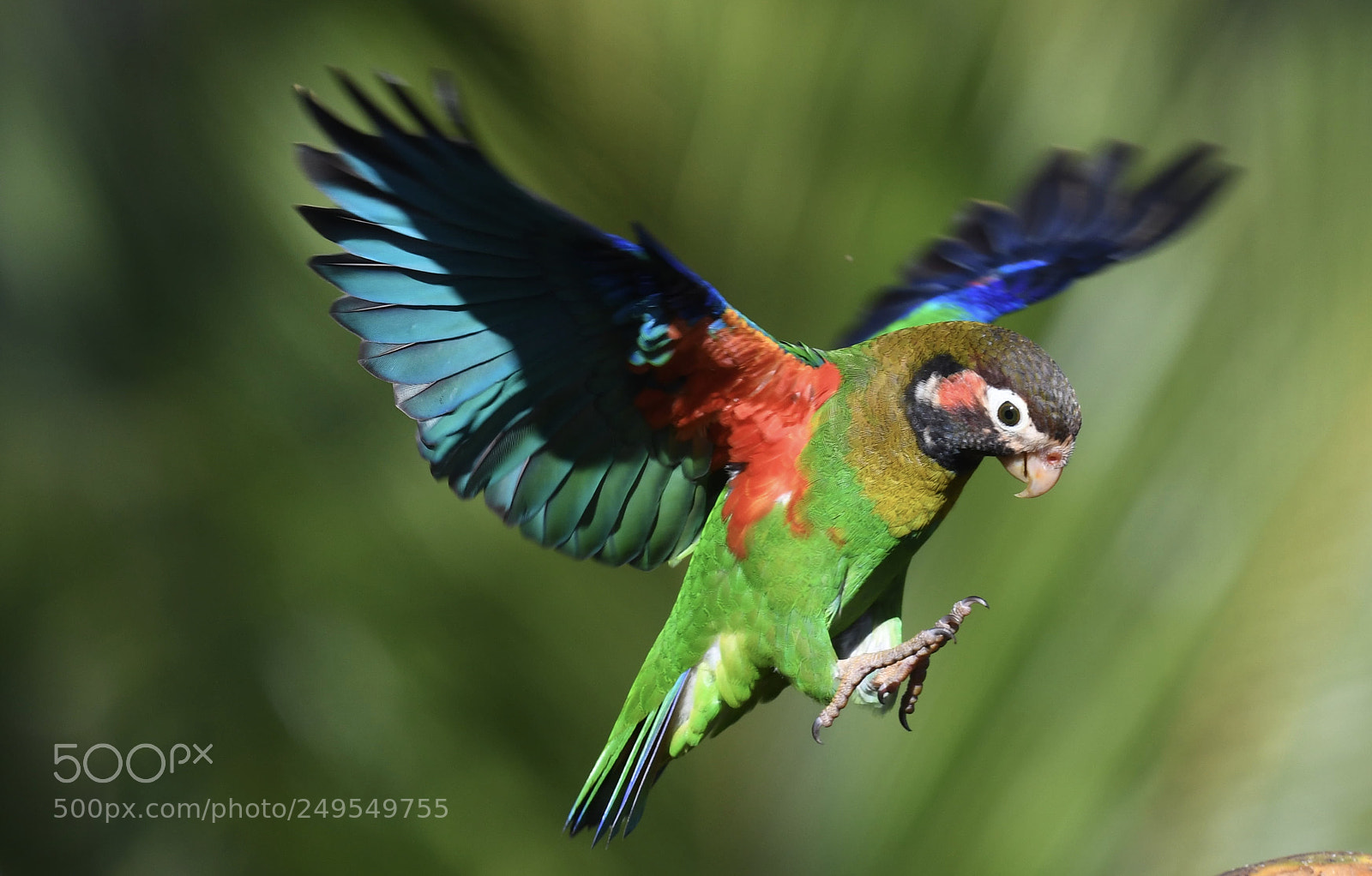 Nikon D500 sample photo. My costa rica bird photography