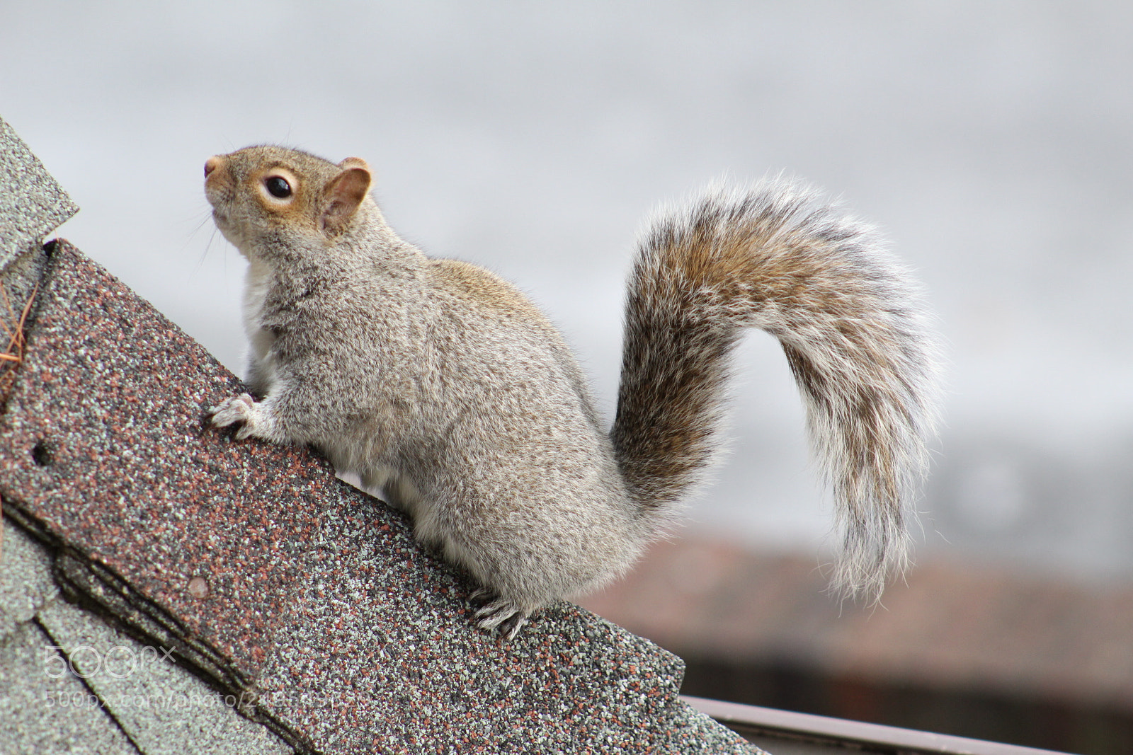 Canon EF 75-300mm f/4-5.6 sample photo. Img photography