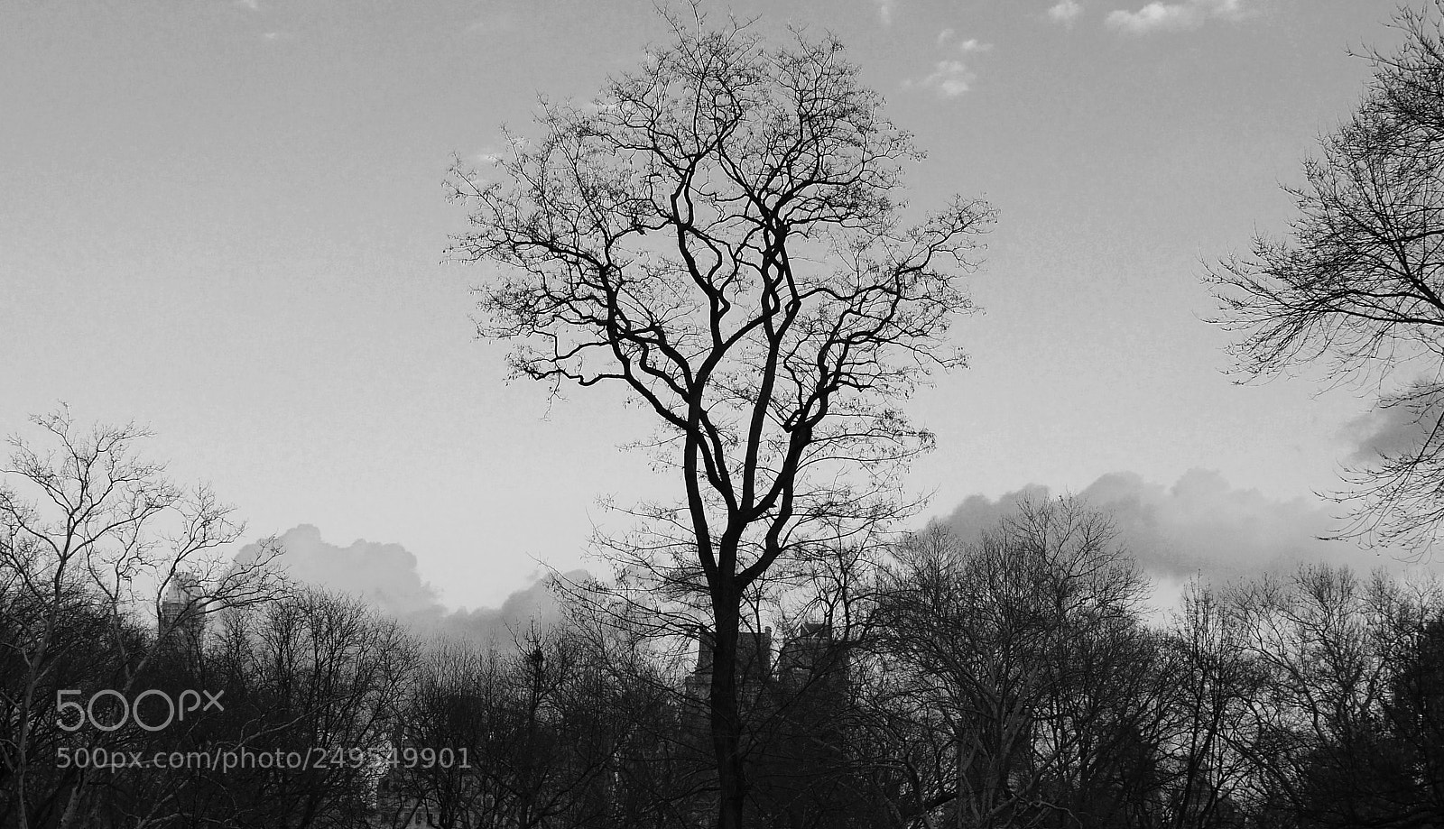 Panasonic Lumix DMC-GH3 sample photo. The tree photography