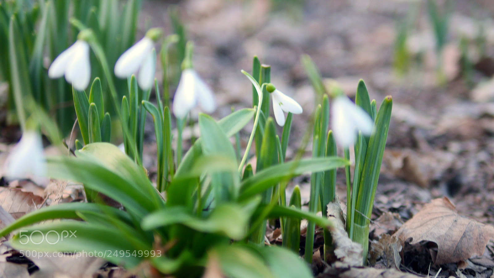 Panasonic Lumix DMC-GH3 sample photo. The shy one photography