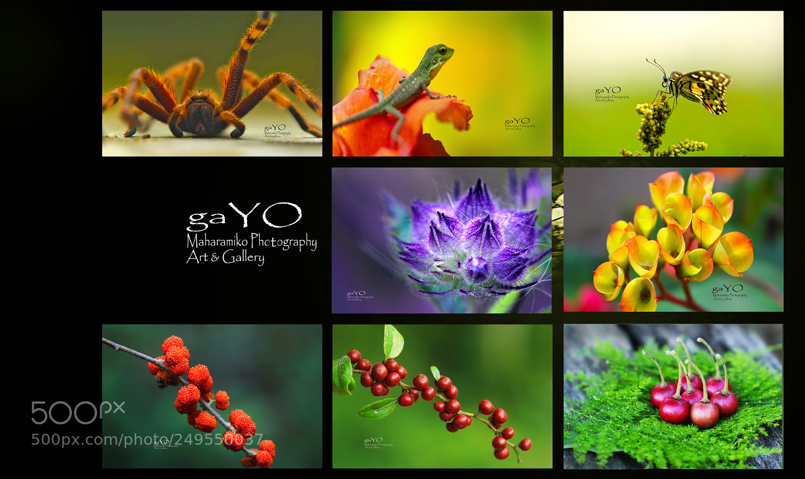 Canon EOS 60D sample photo. Macro photo photography