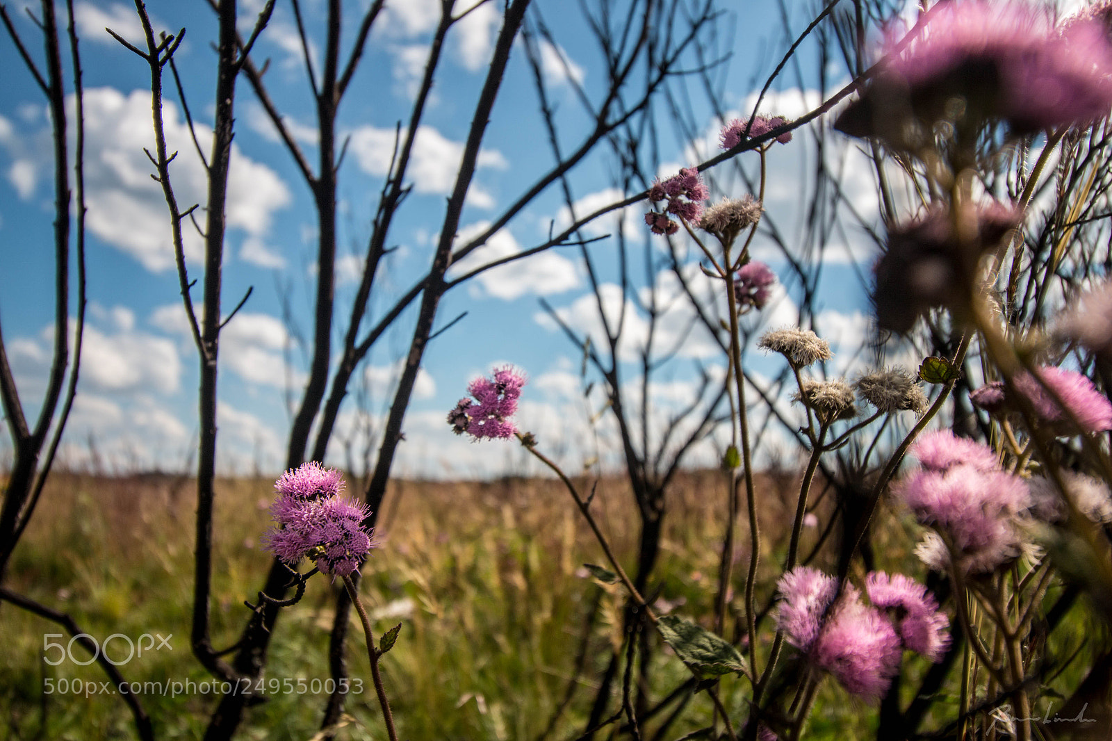 Canon EOS 70D sample photo. Wild flowers photography