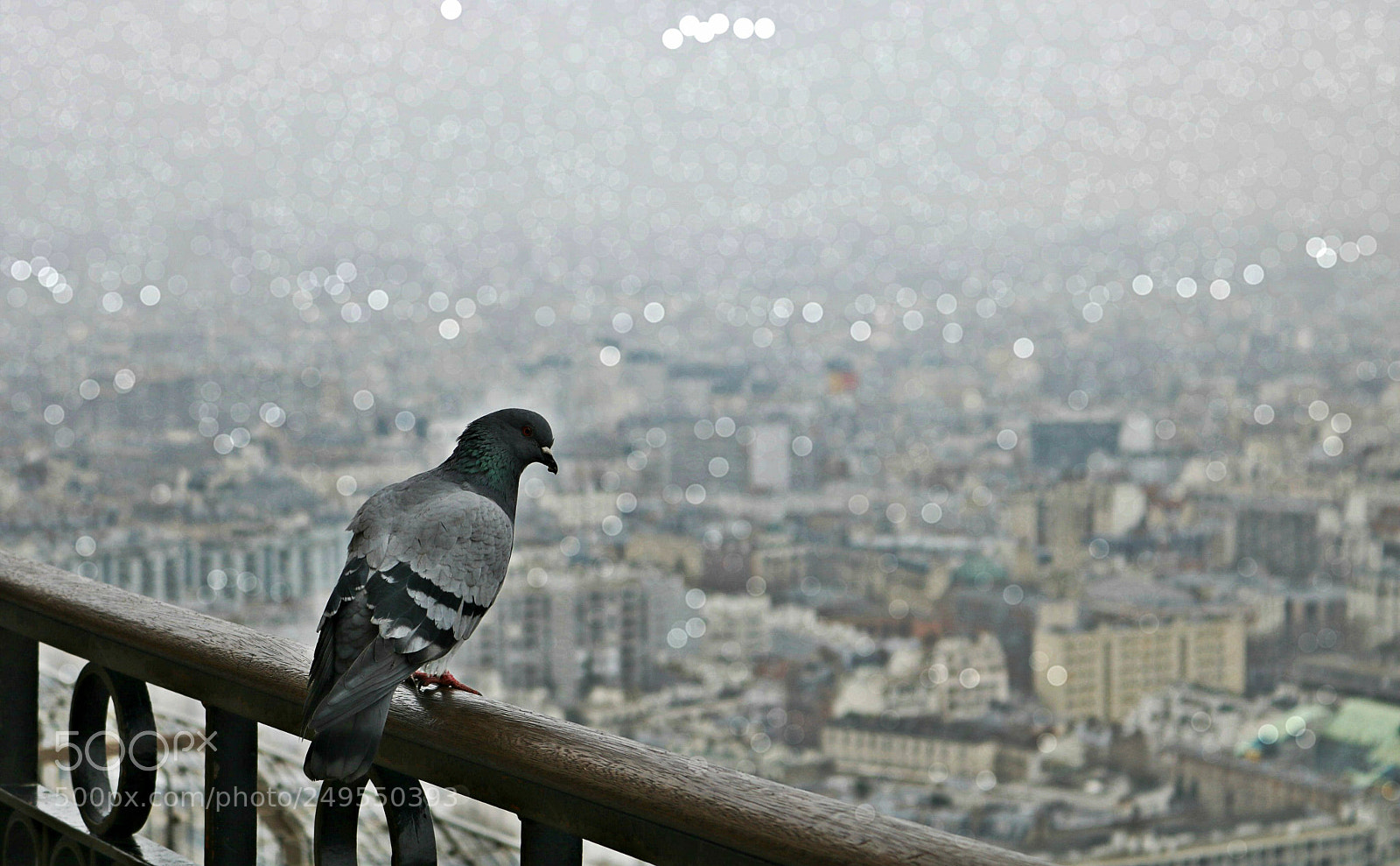 Canon EOS 750D (EOS Rebel T6i / EOS Kiss X8i) sample photo. Img photography