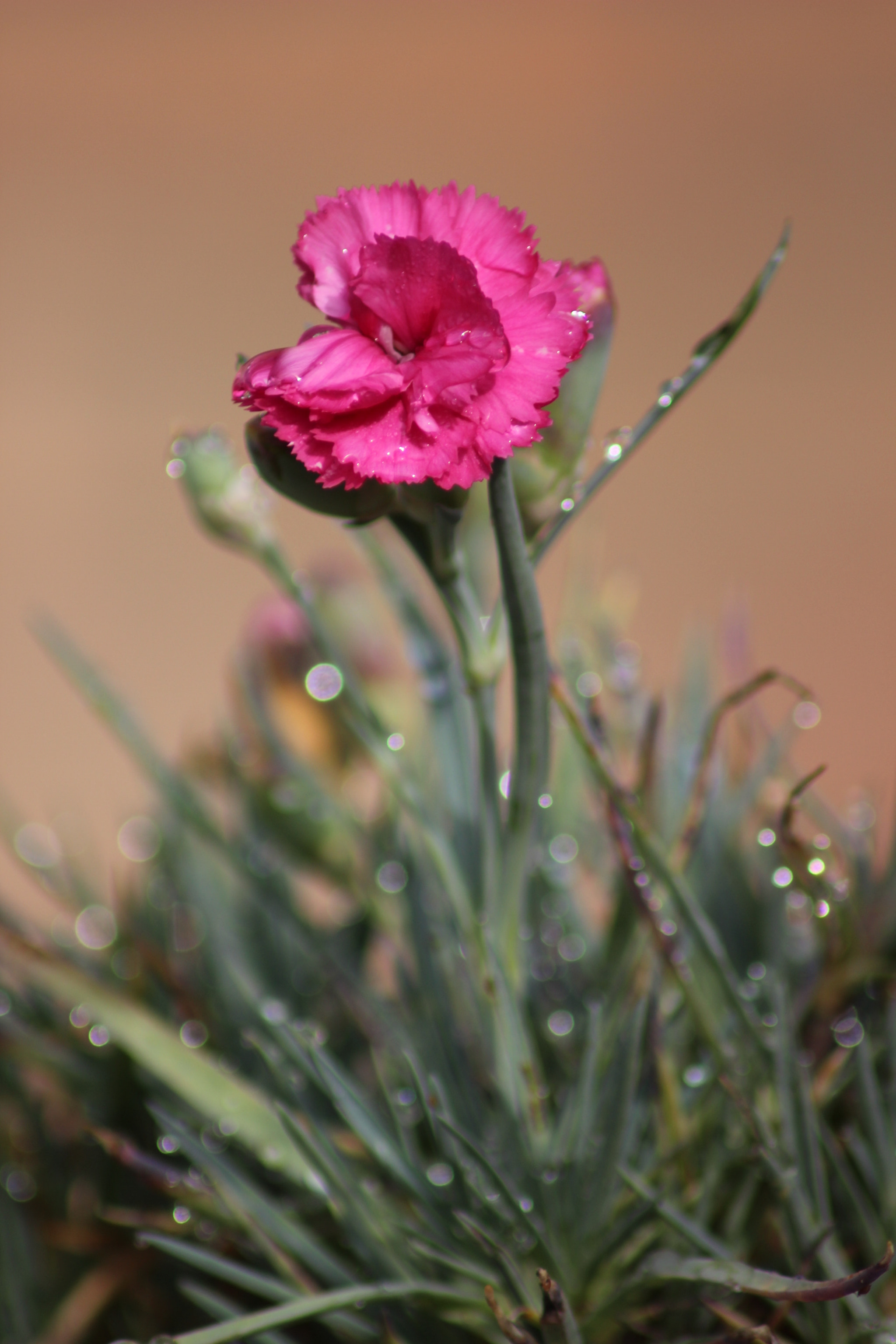 Canon EOS 600D (Rebel EOS T3i / EOS Kiss X5) sample photo. Pink delight photography