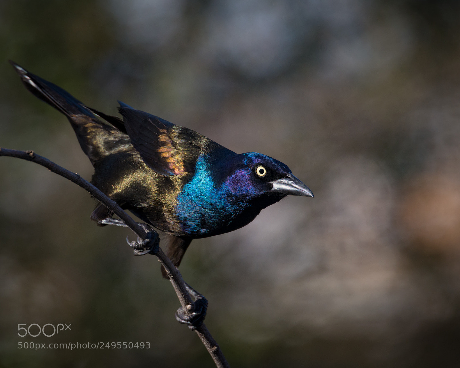 Nikon D7100 sample photo. Grackle photography