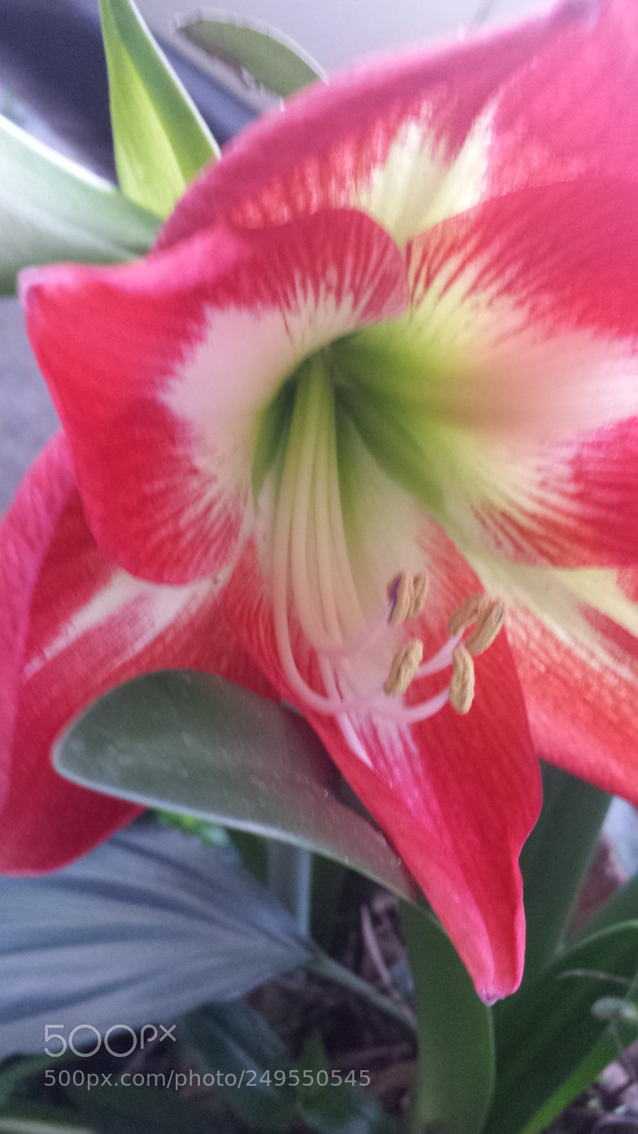 Samsung Galaxy S4 sample photo. Untitled photography