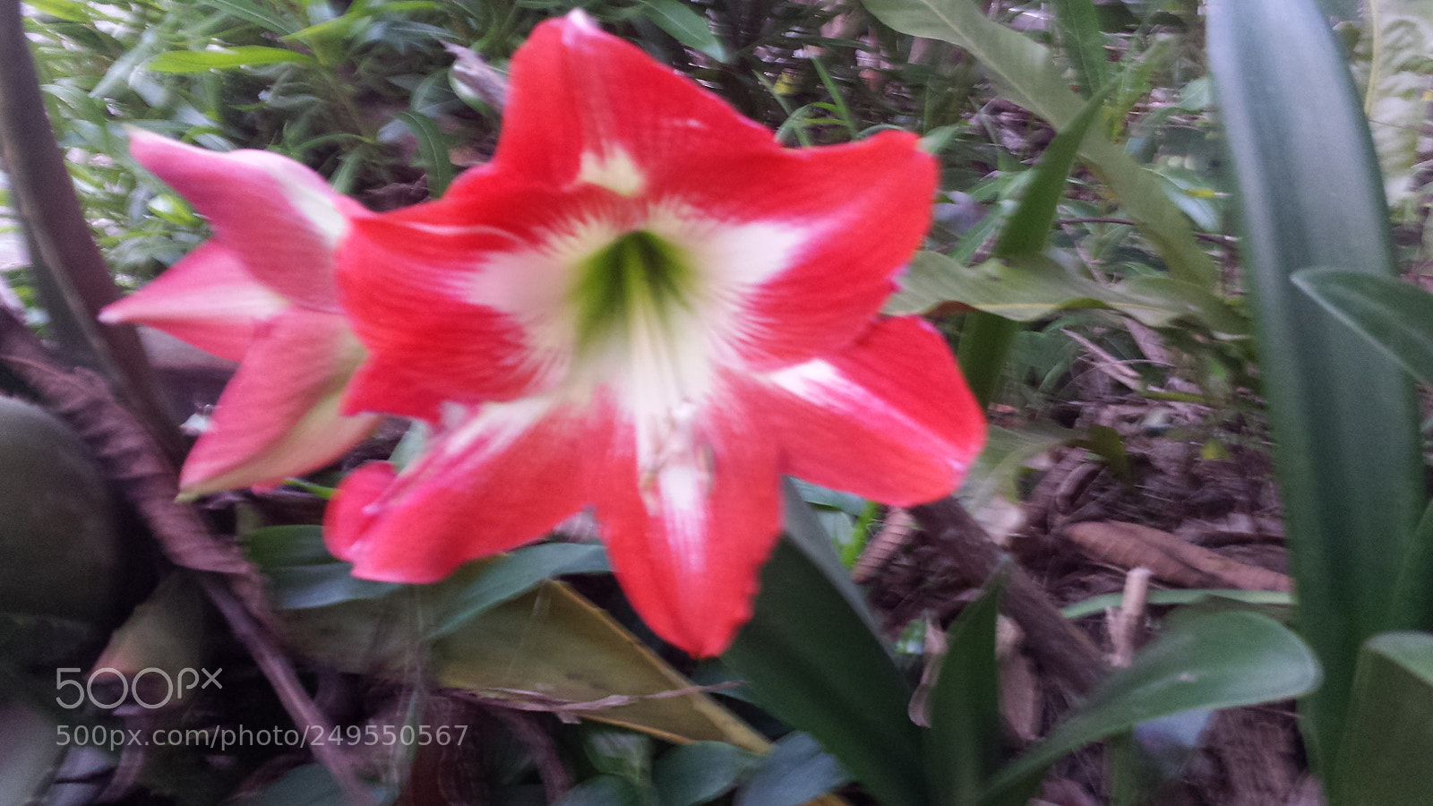 Samsung Galaxy S4 sample photo. Untitled photography
