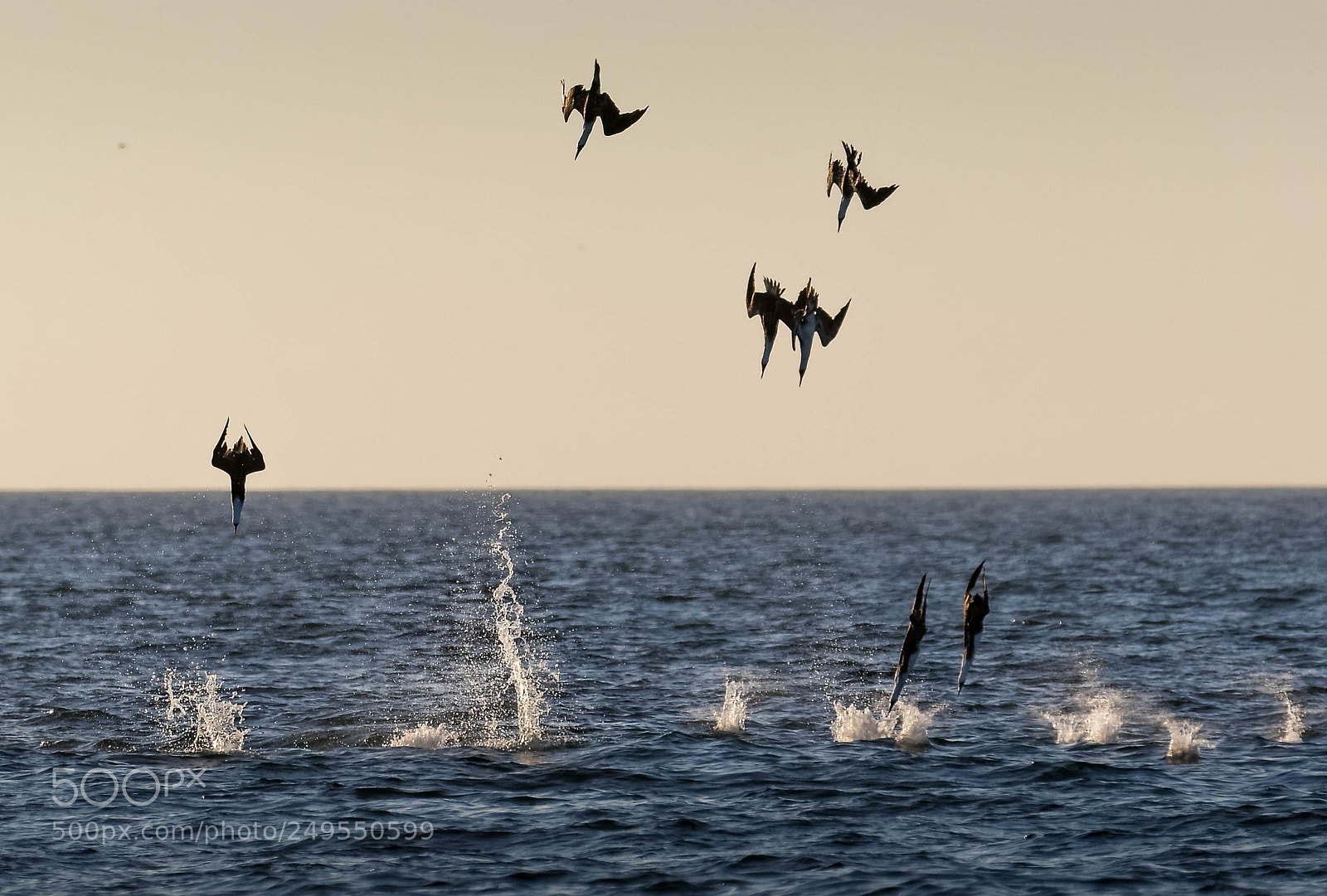 Canon EOS 7D Mark II sample photo. Piqueros en picada photography