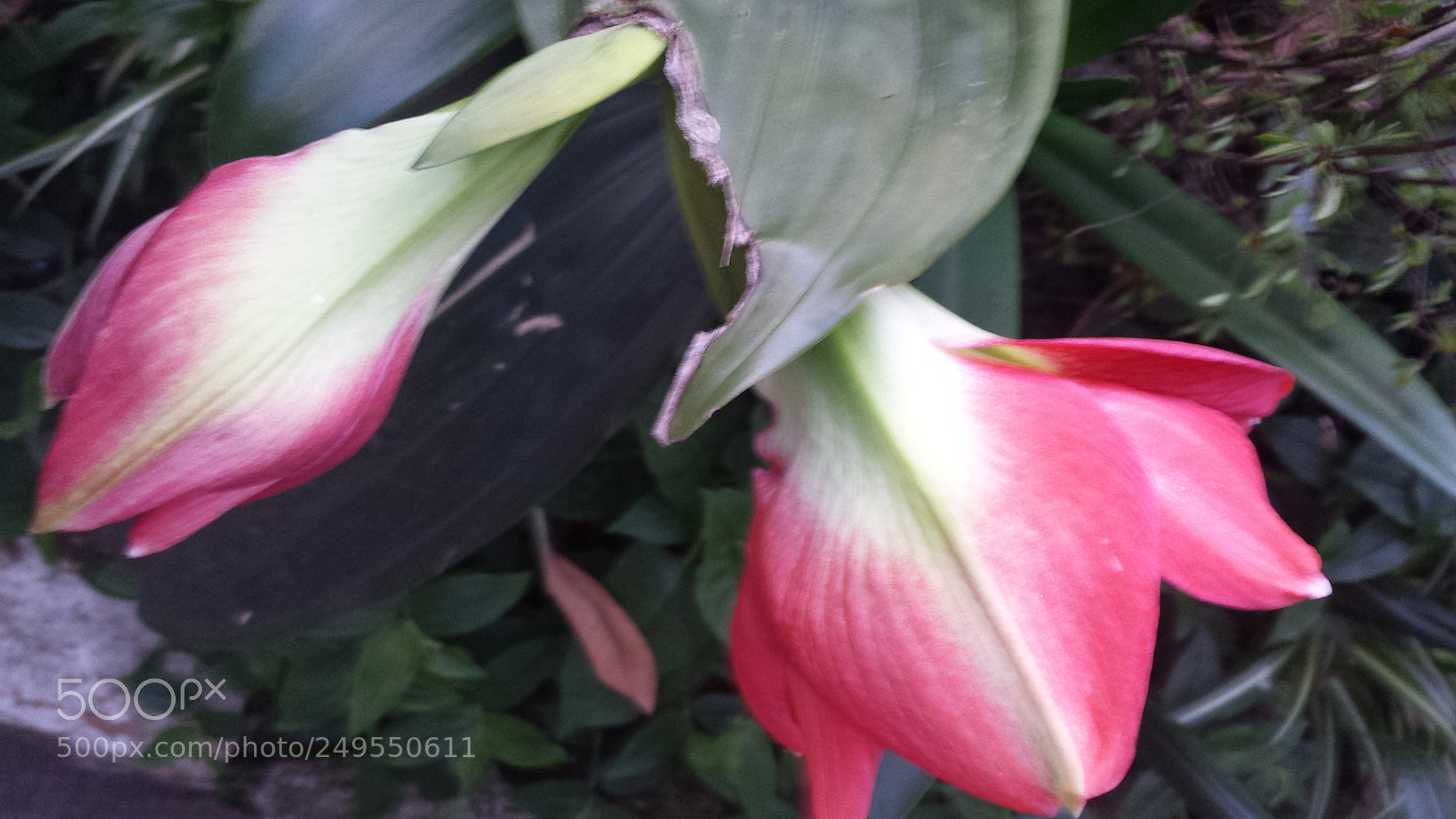 Samsung Galaxy S4 sample photo. Untitled photography