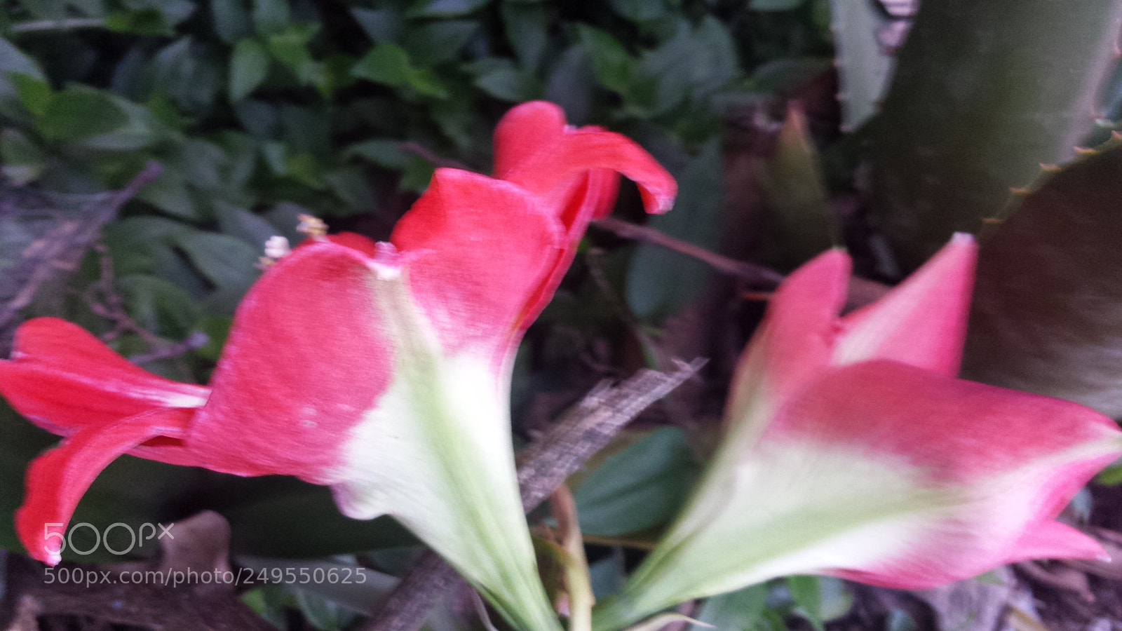 Samsung Galaxy S4 sample photo. Untitled photography