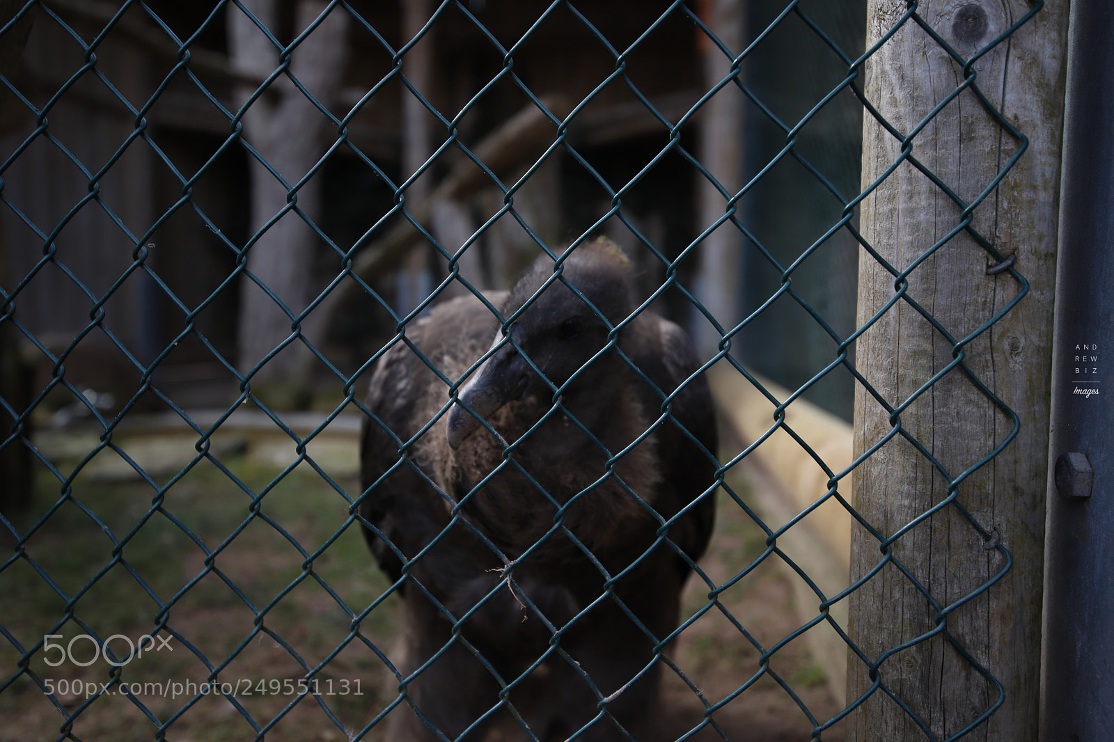 Canon EOS 6D Mark II sample photo. Prisoner photography
